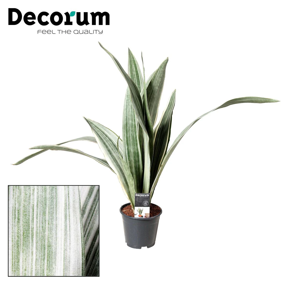 Snake Plant | Metallica | Rare Find - Image 4