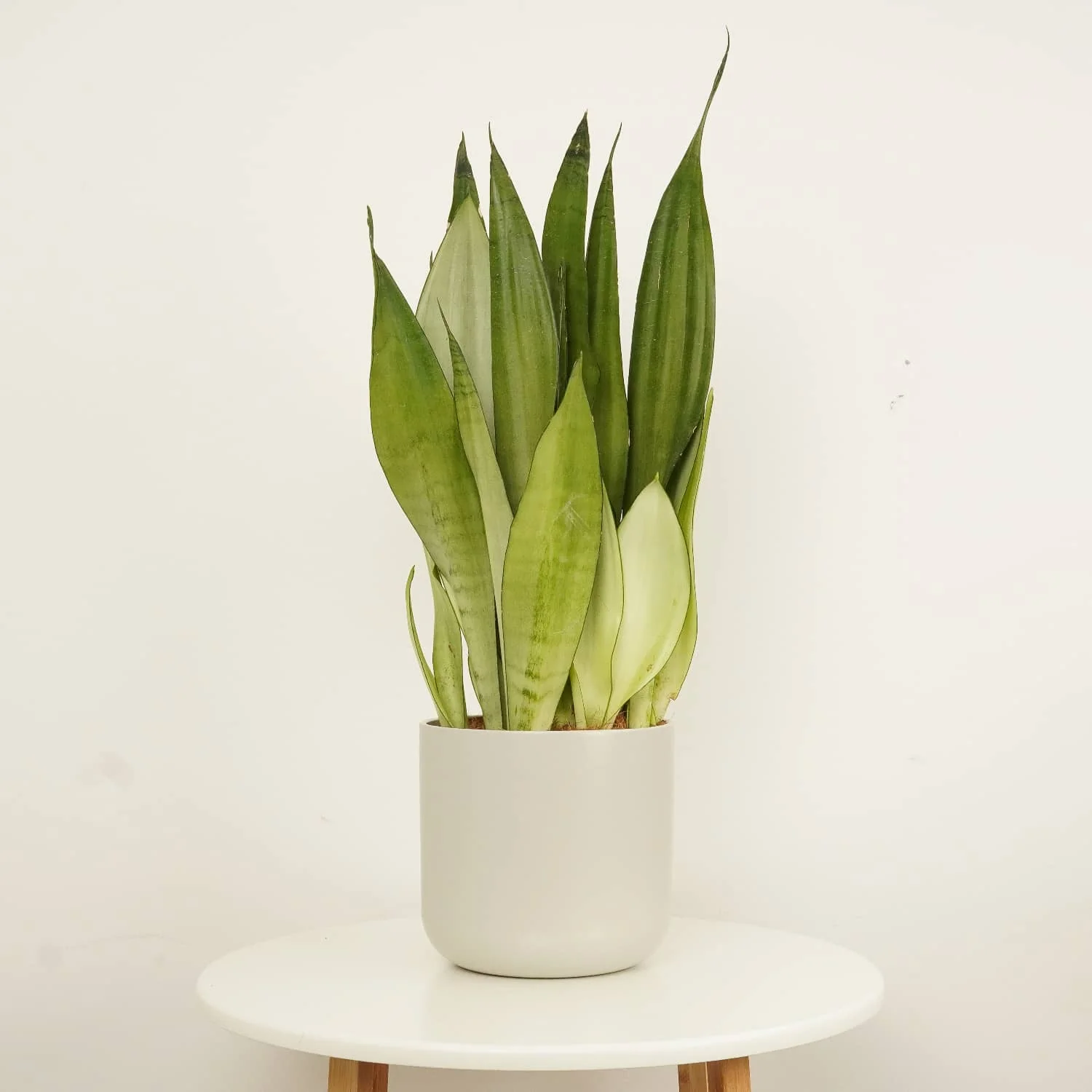 Snake Plant | Moonshine - Image 3