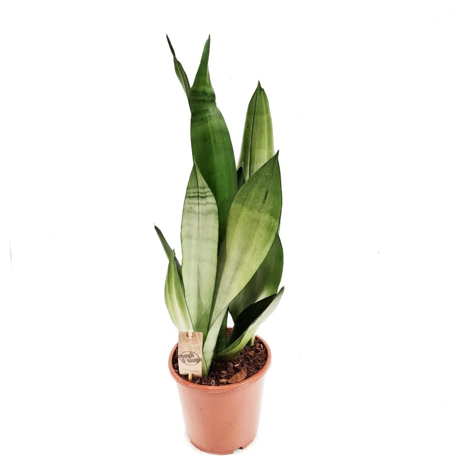 Snake Plant | Moonshine - Image 4