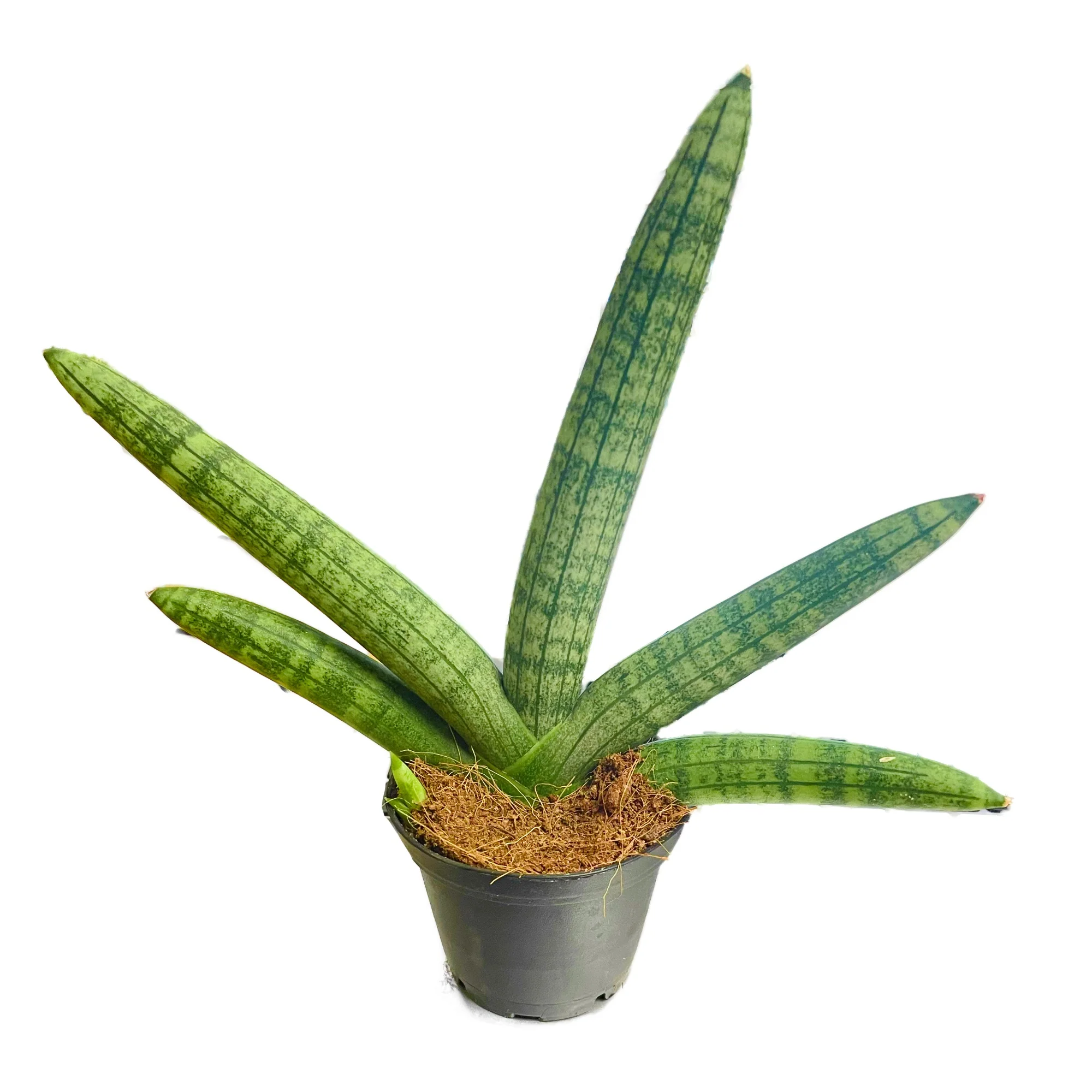 Snake Plant | Skyline - Image 2