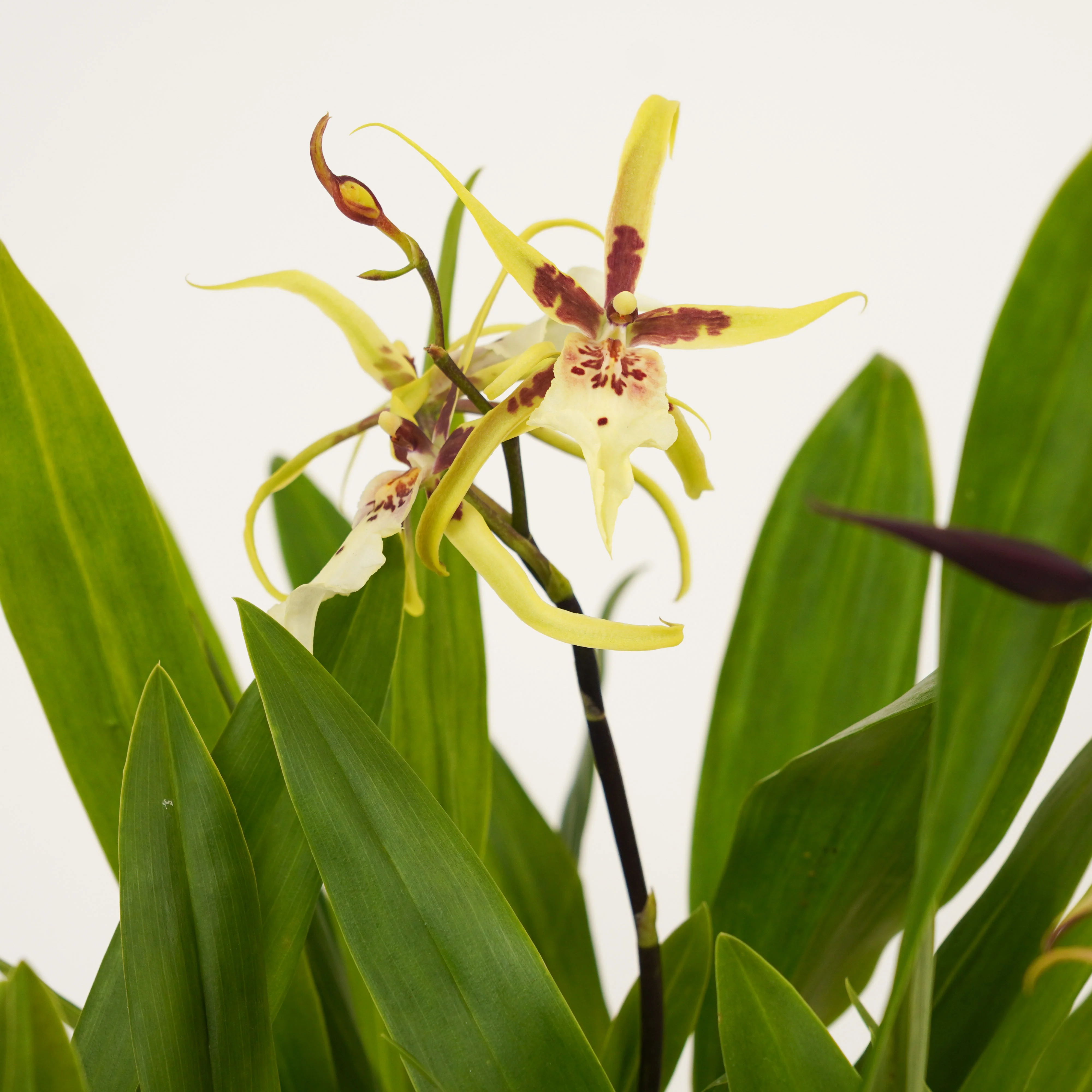 Spider Orchid | Summer Dream Surprise - Image 8