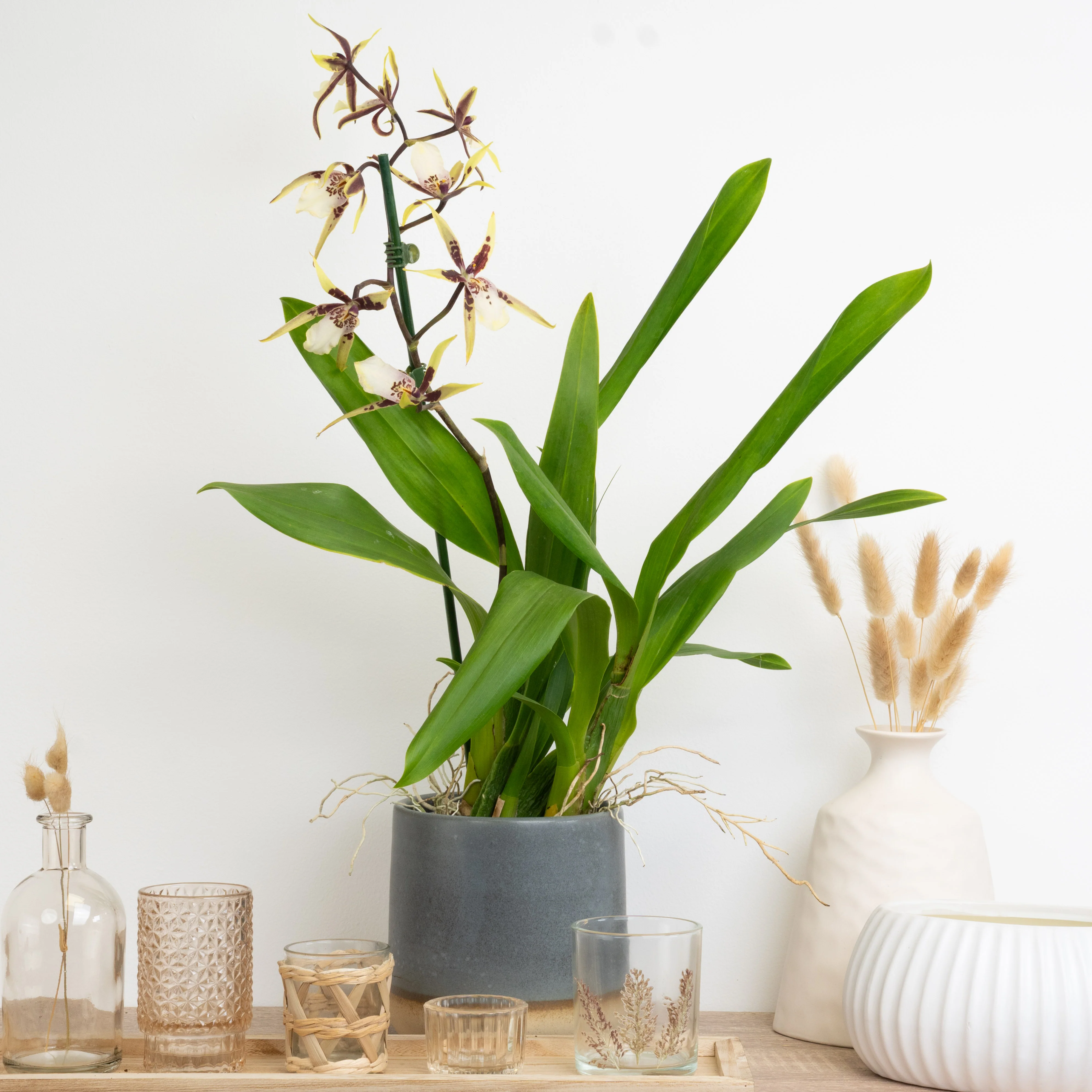 Spider Orchid | Tranquility