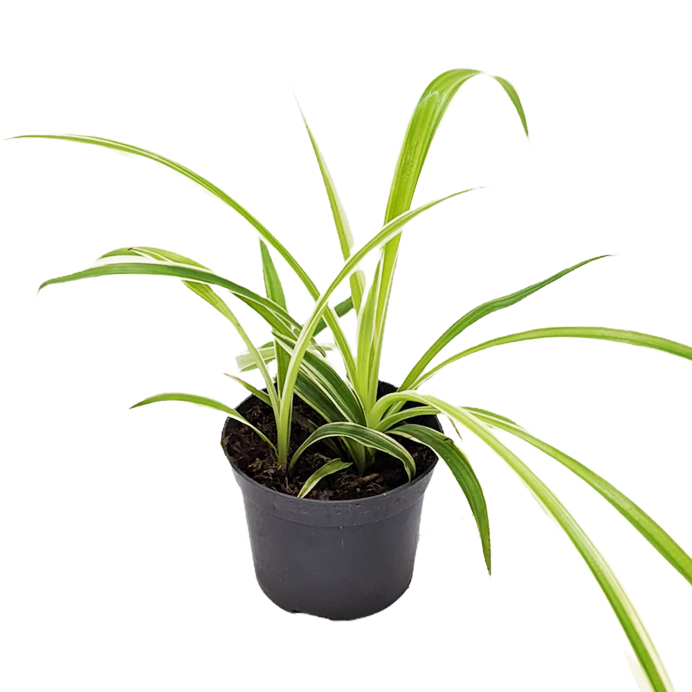 Spider Plant - Image 2