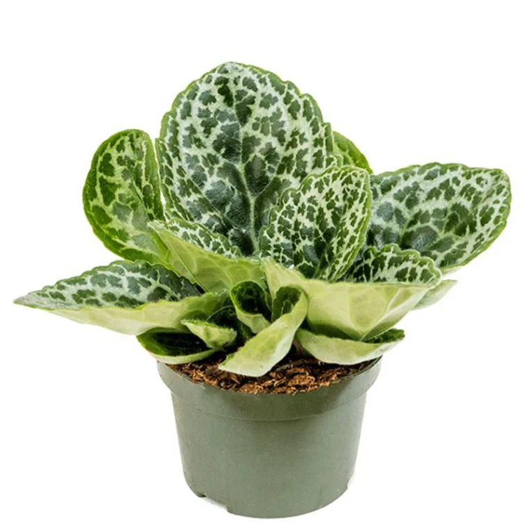 Streptocarpus | Pretty Turtle - Image 5