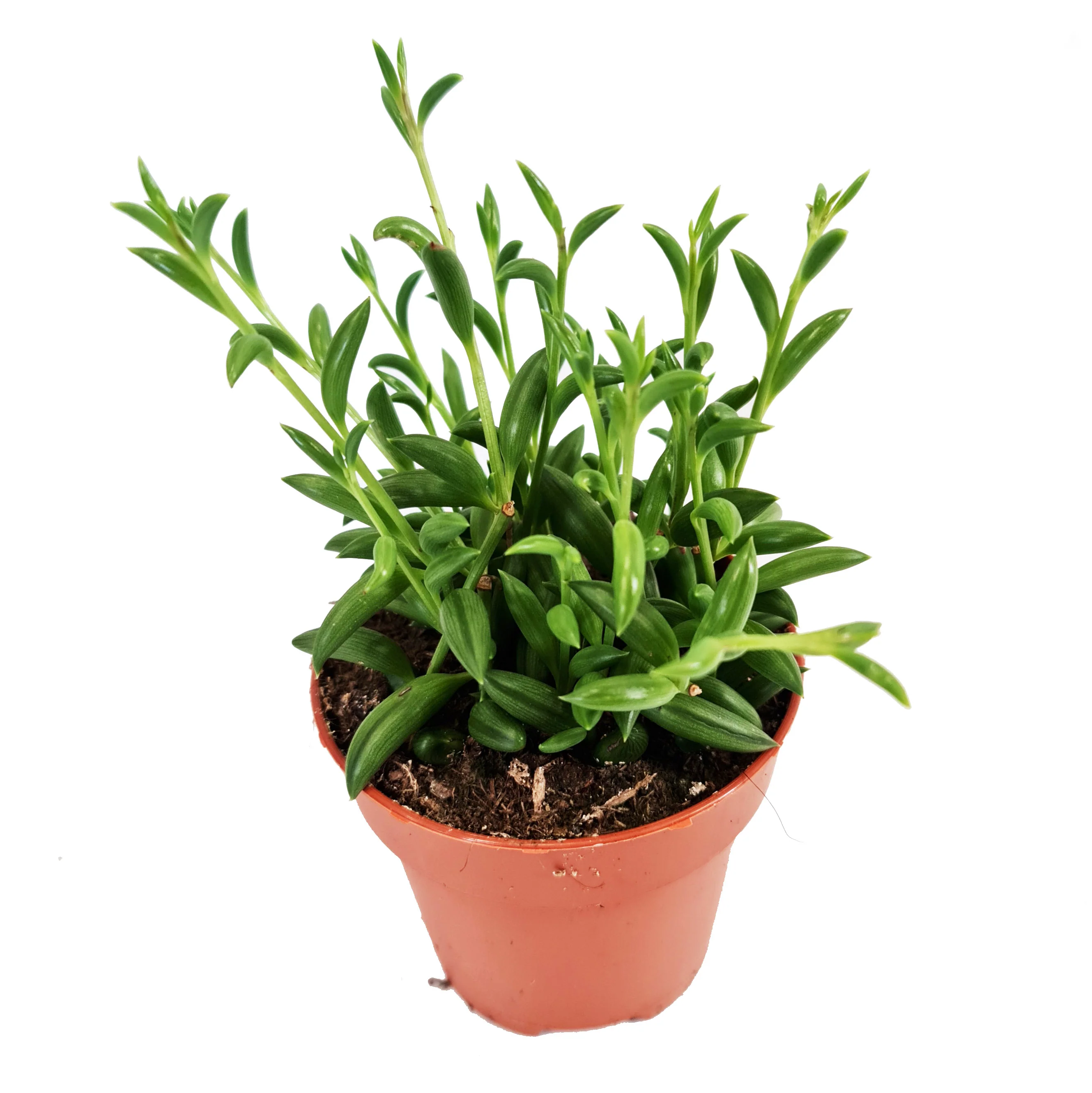 String Of Beans - Image 3