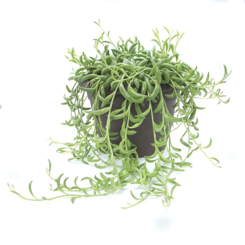 String Of Beans - Image 4