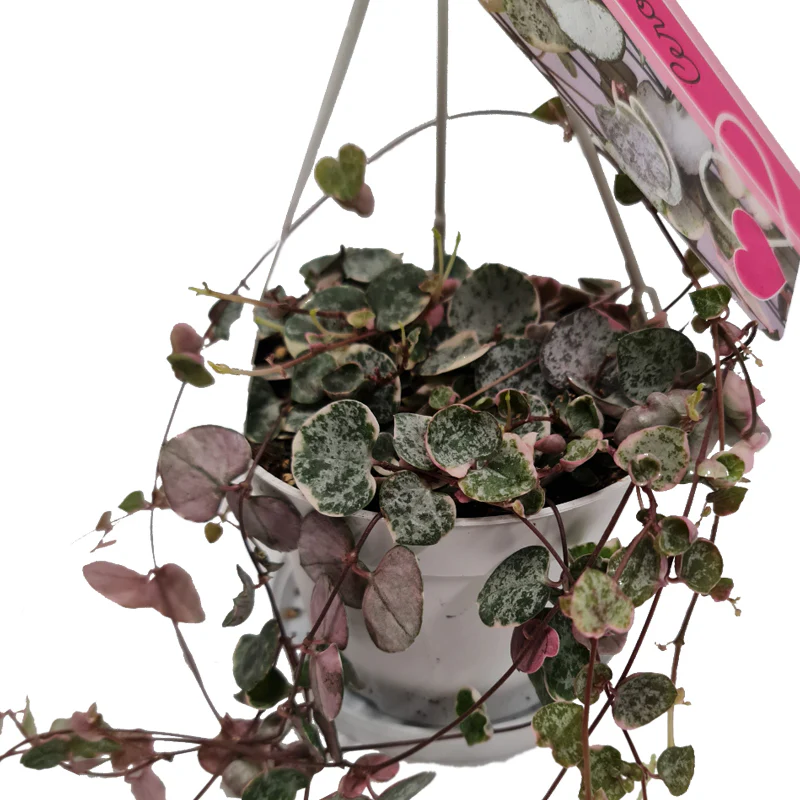 String Of Hearts | Variegated Marlies - Image 4