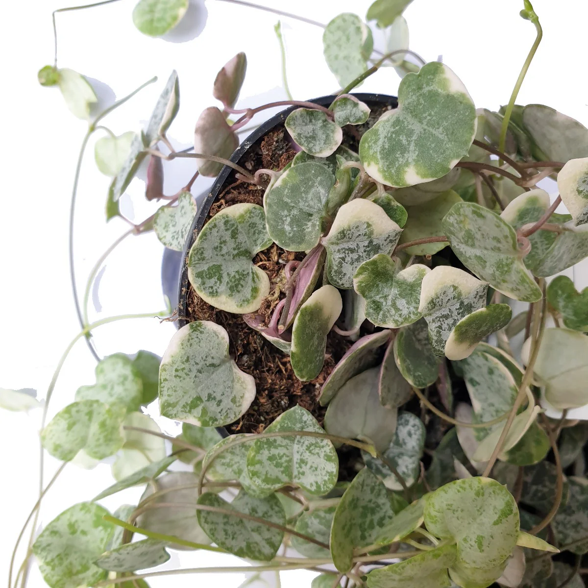 String Of Hearts | Variegated Marlies - Image 6