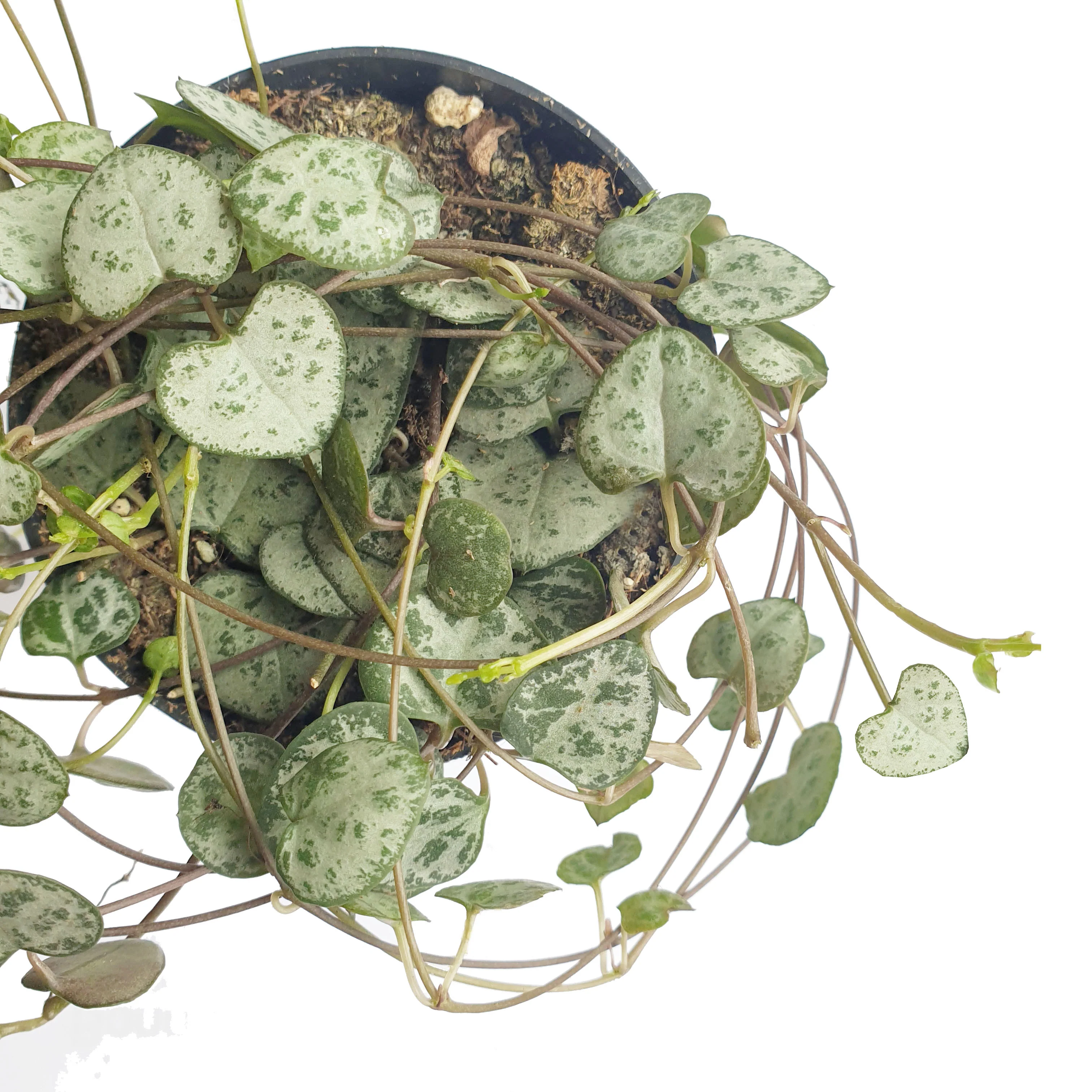 String Of Hearts | Woodii - Image 3