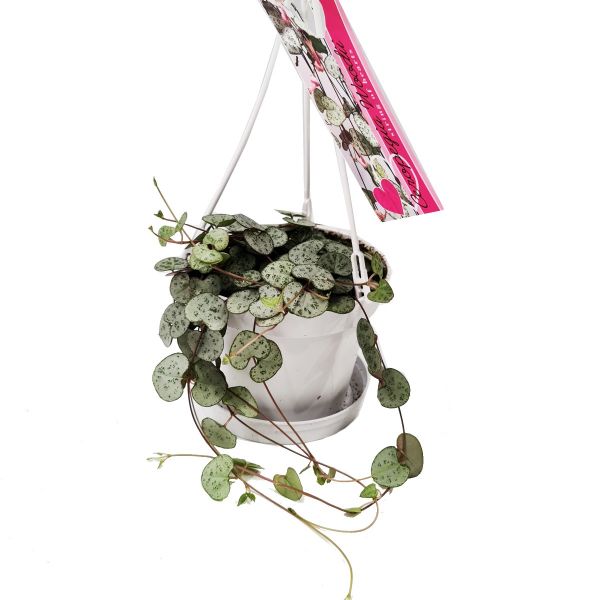 String Of Hearts | Woodii - Image 4