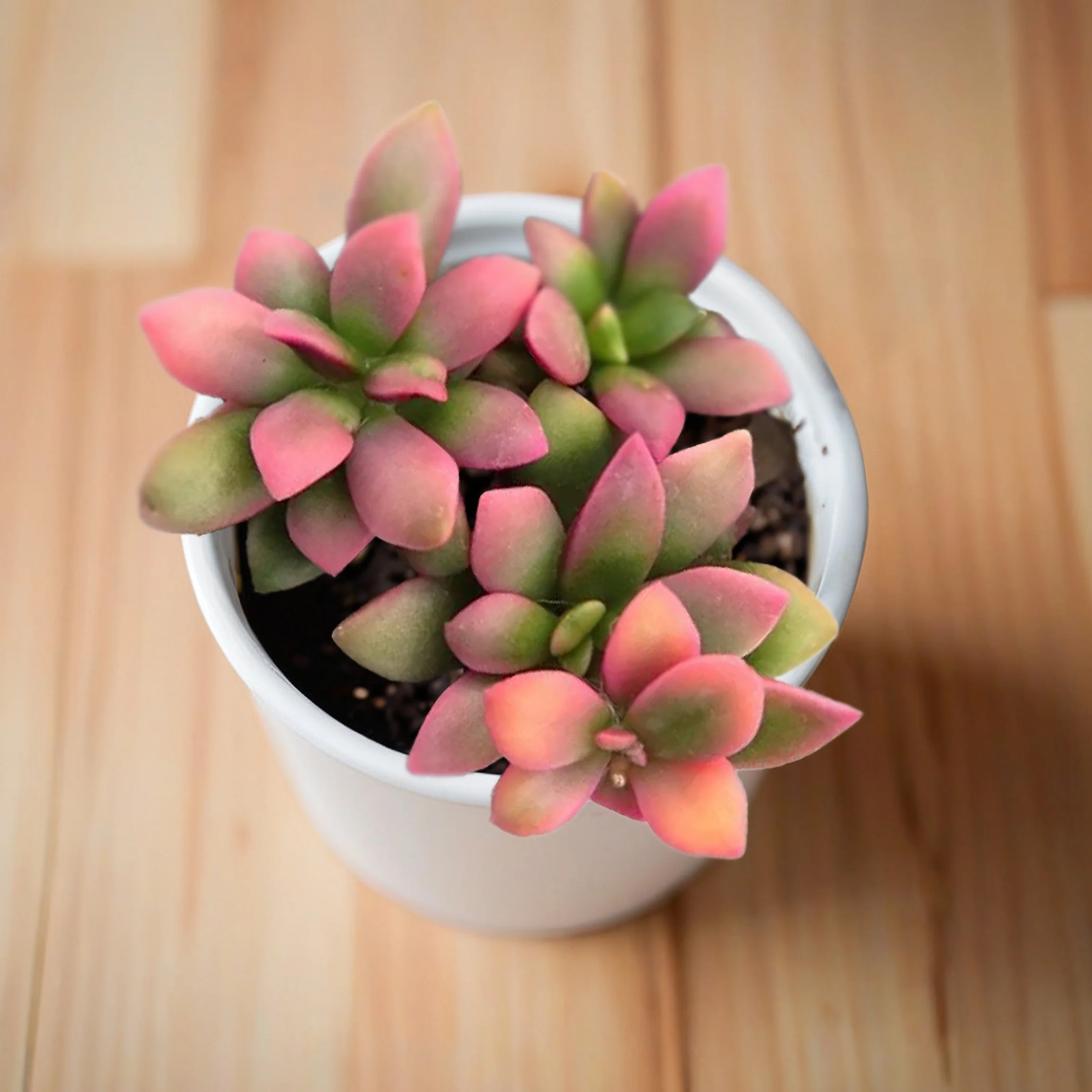 Sunrise Succulent - Image 3
