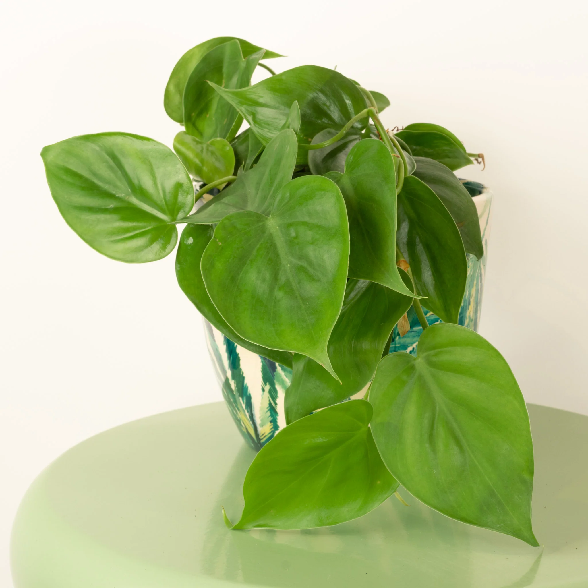 Sweetheart Plant - Image 3