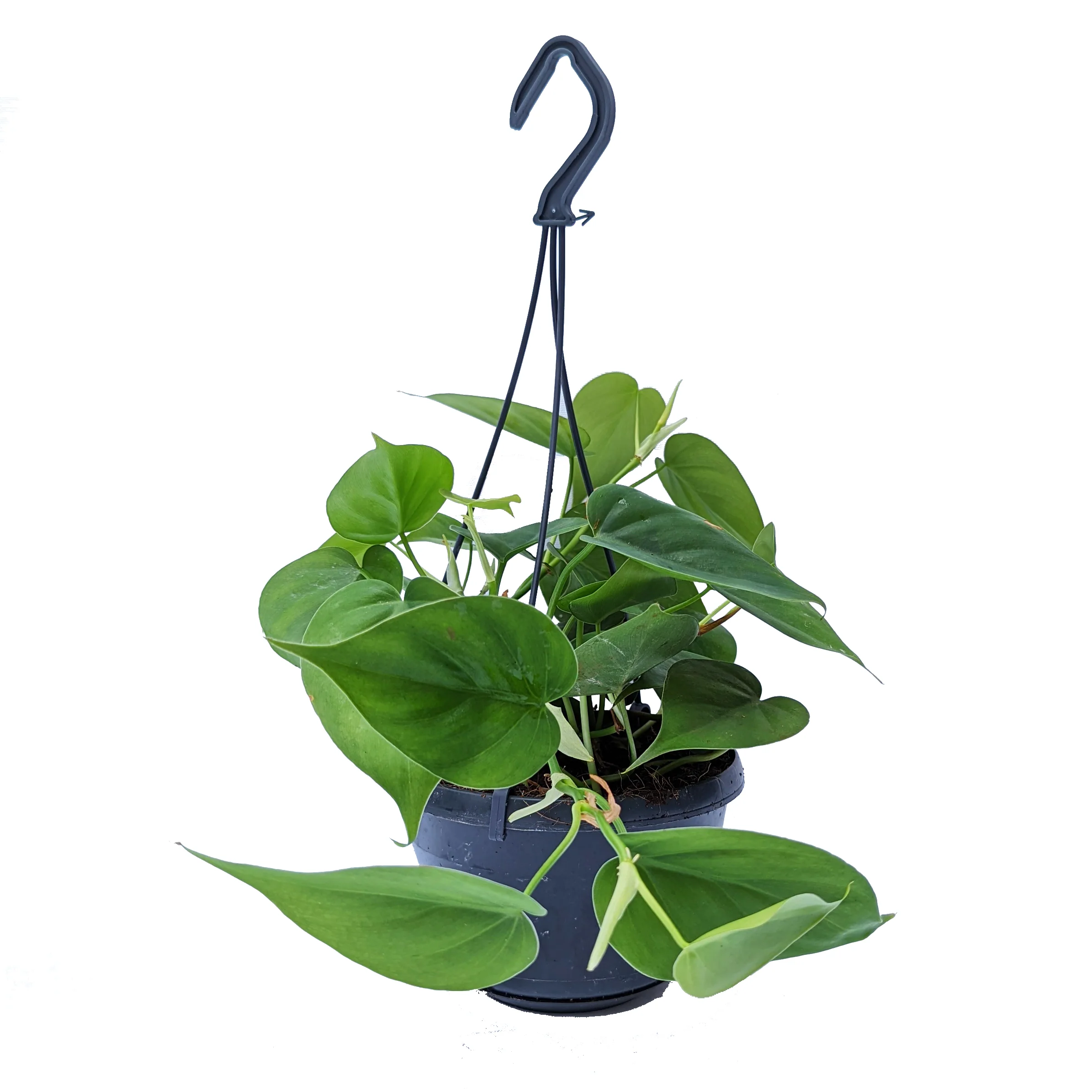 Sweetheart Plant - Image 4