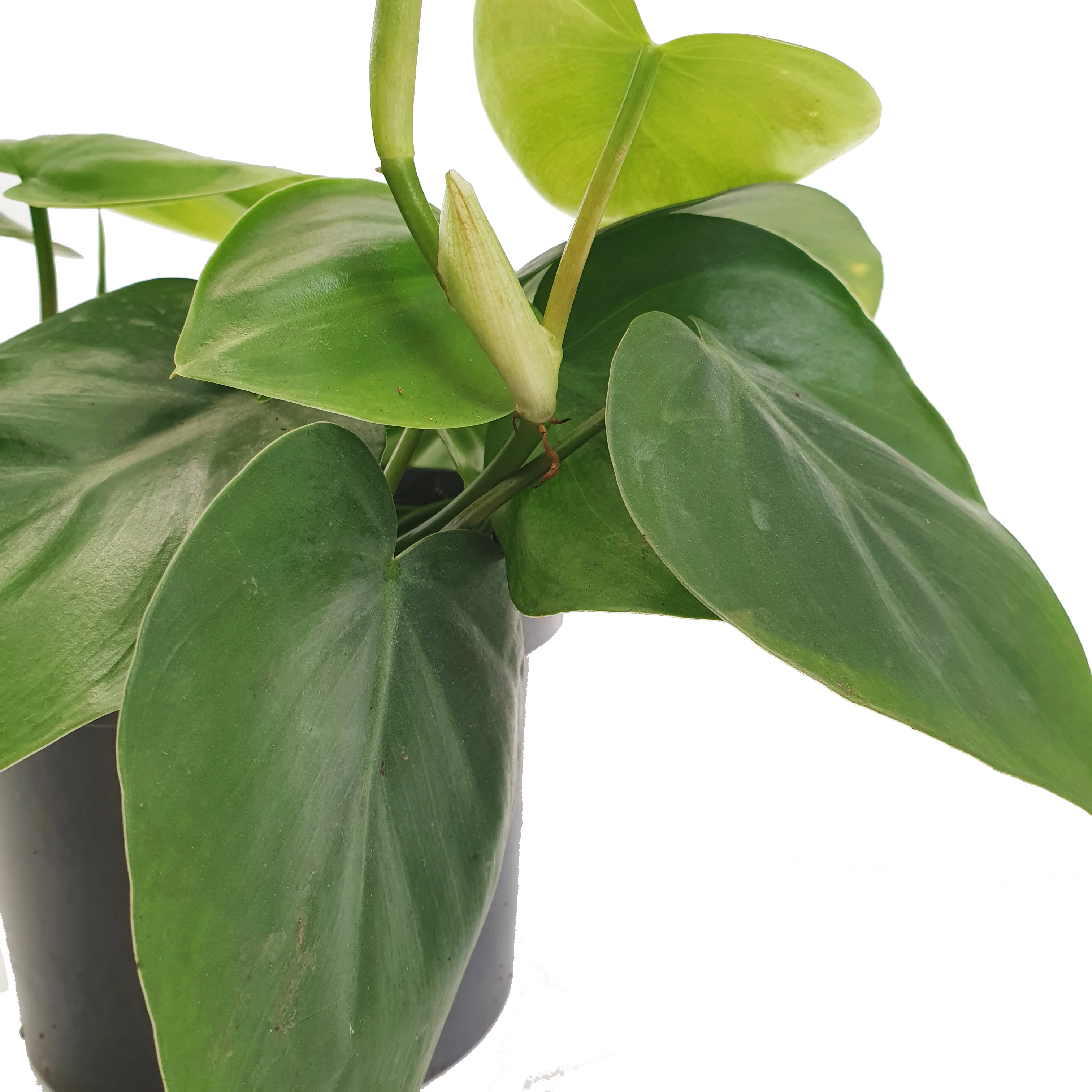 Sweetheart Plant - Image 5