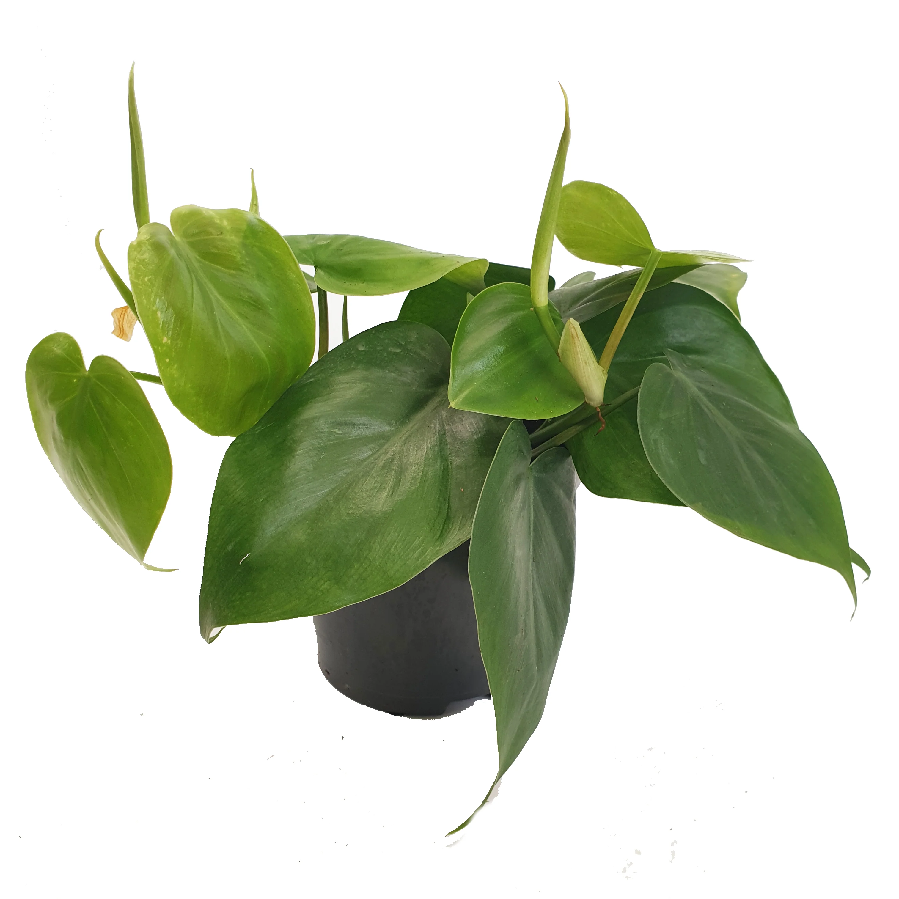 Sweetheart Plant - Image 6