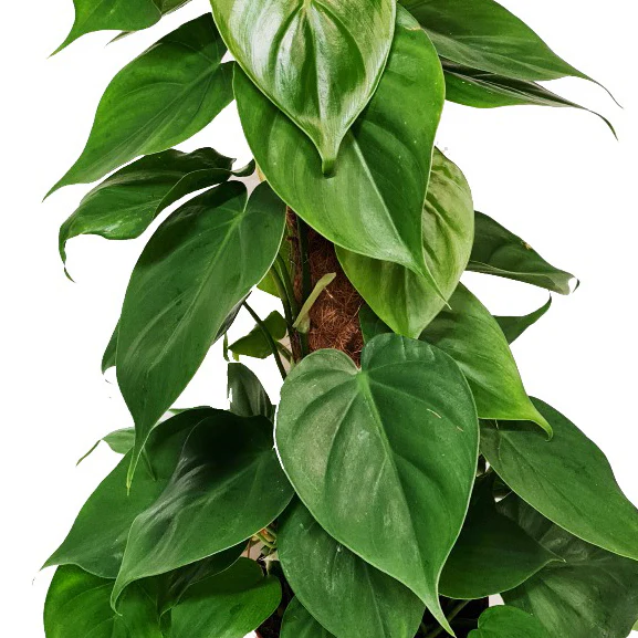 Sweetheart Plant - Image 7