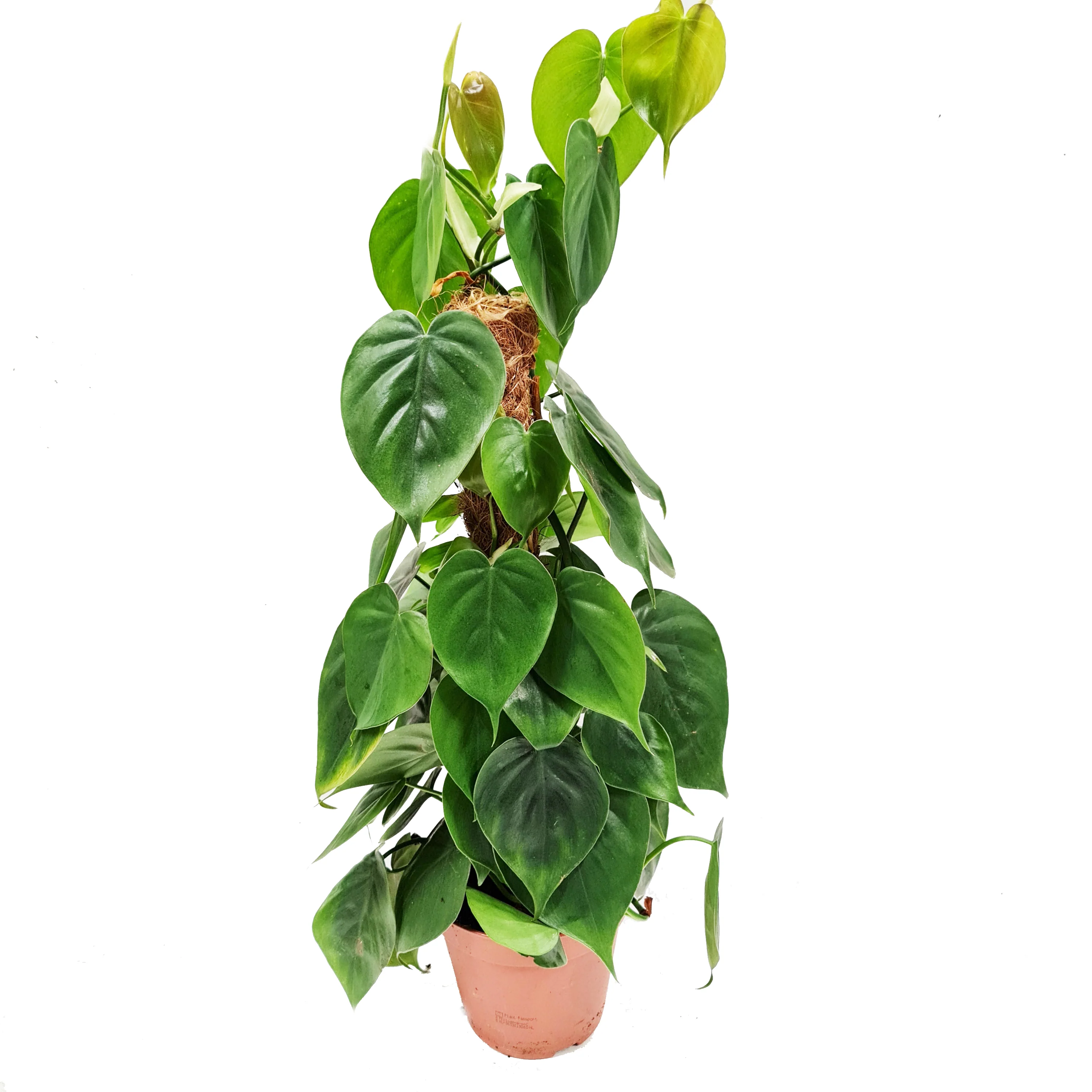 Sweetheart Plant - Image 8