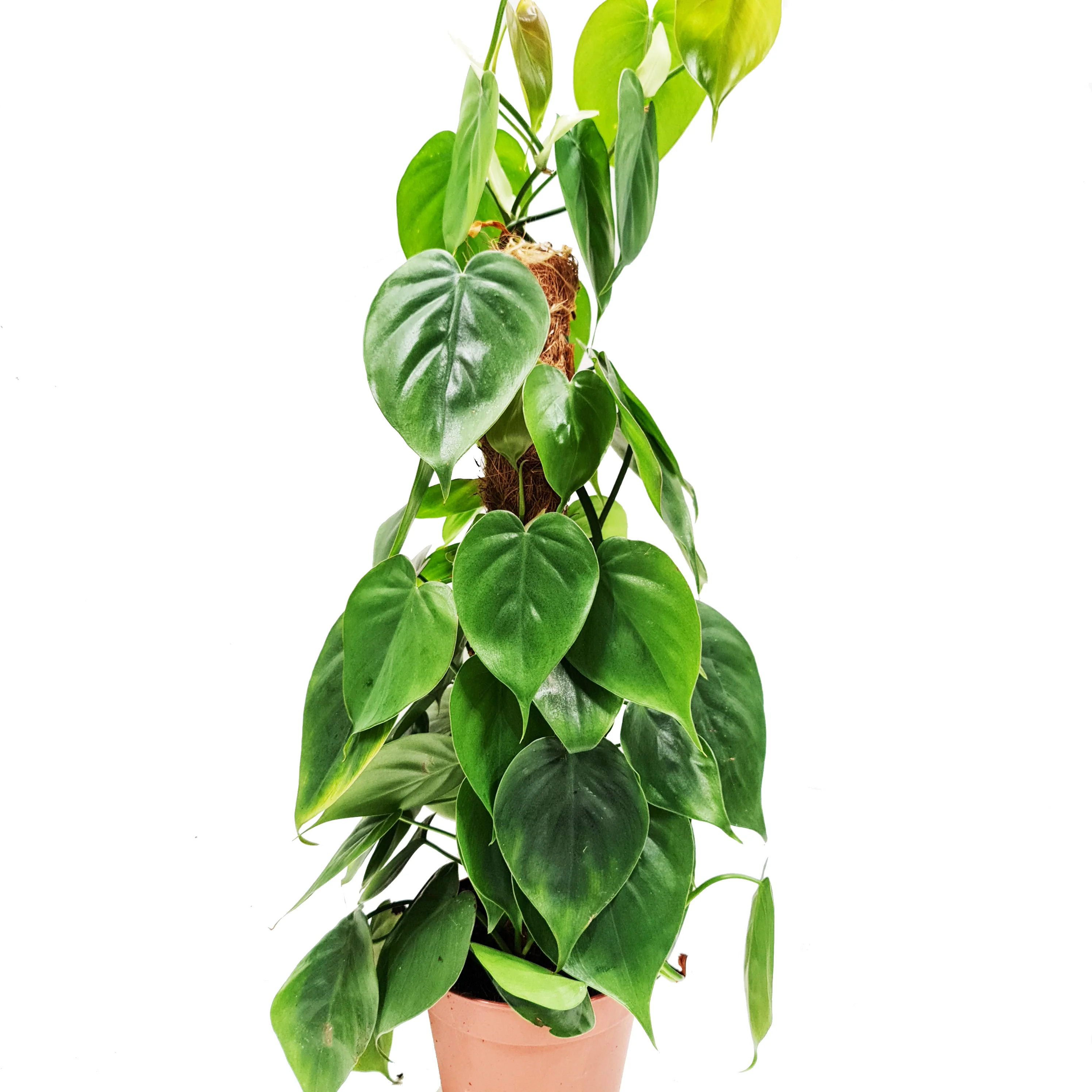 Sweetheart Plant - Image 9