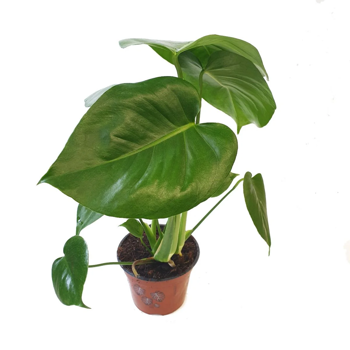 Swiss Cheese Plant - Image 4