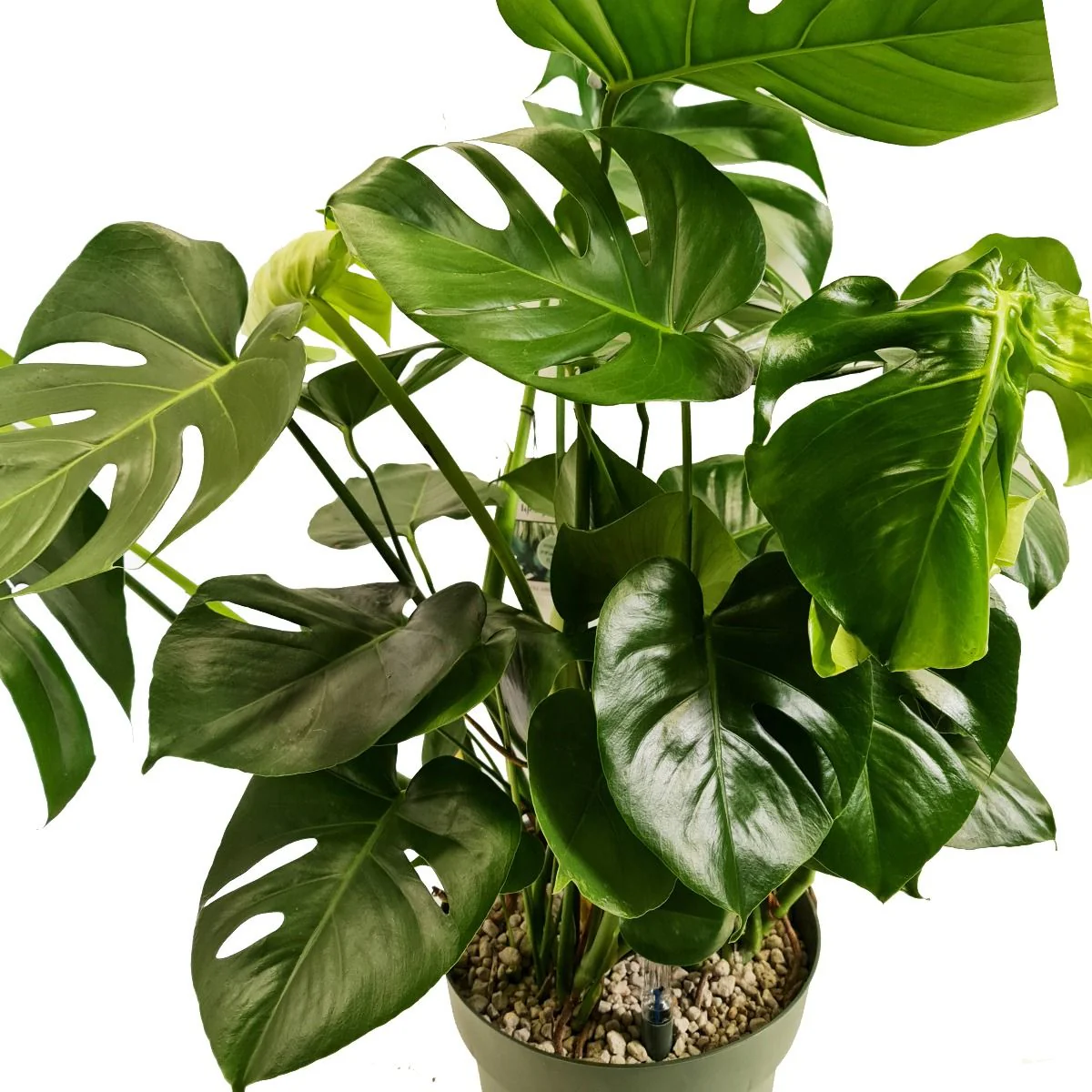 Swiss Cheese Plant - Image 5