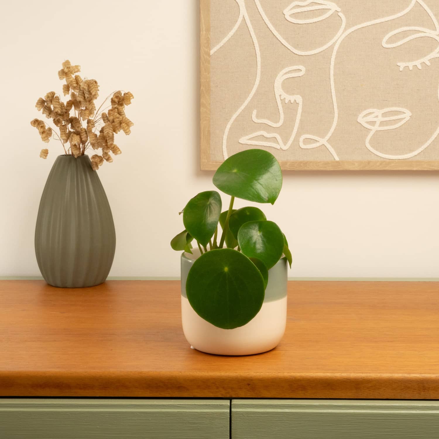 Teardrop Money Plant | Raindrop - Image 3