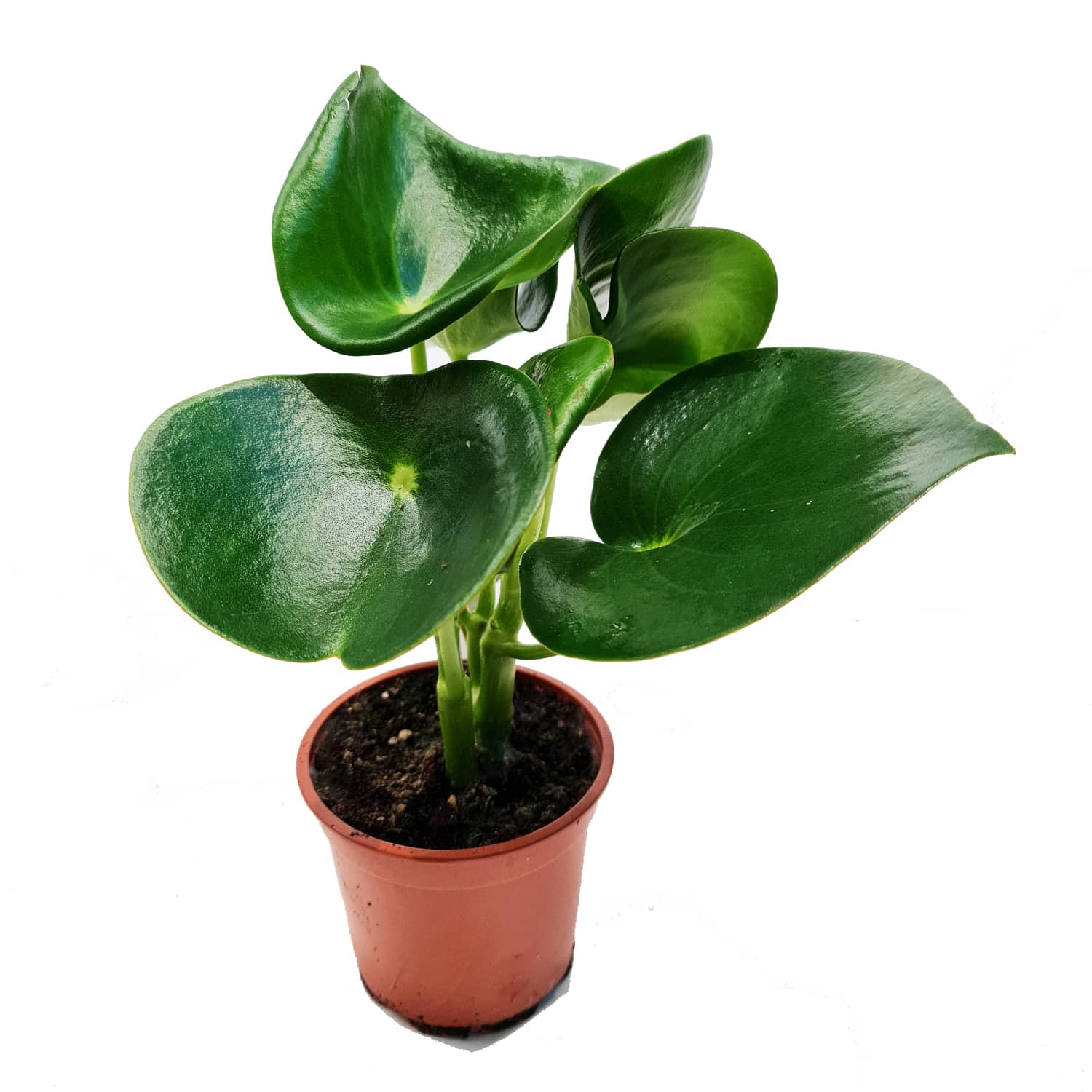 Teardrop Money Plant | Raindrop - Image 4