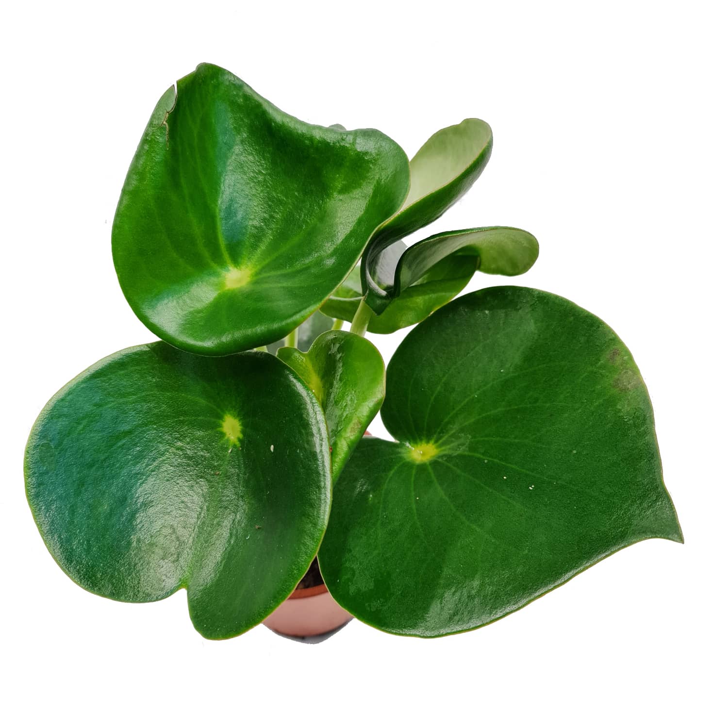 Teardrop Money Plant | Raindrop - Image 5