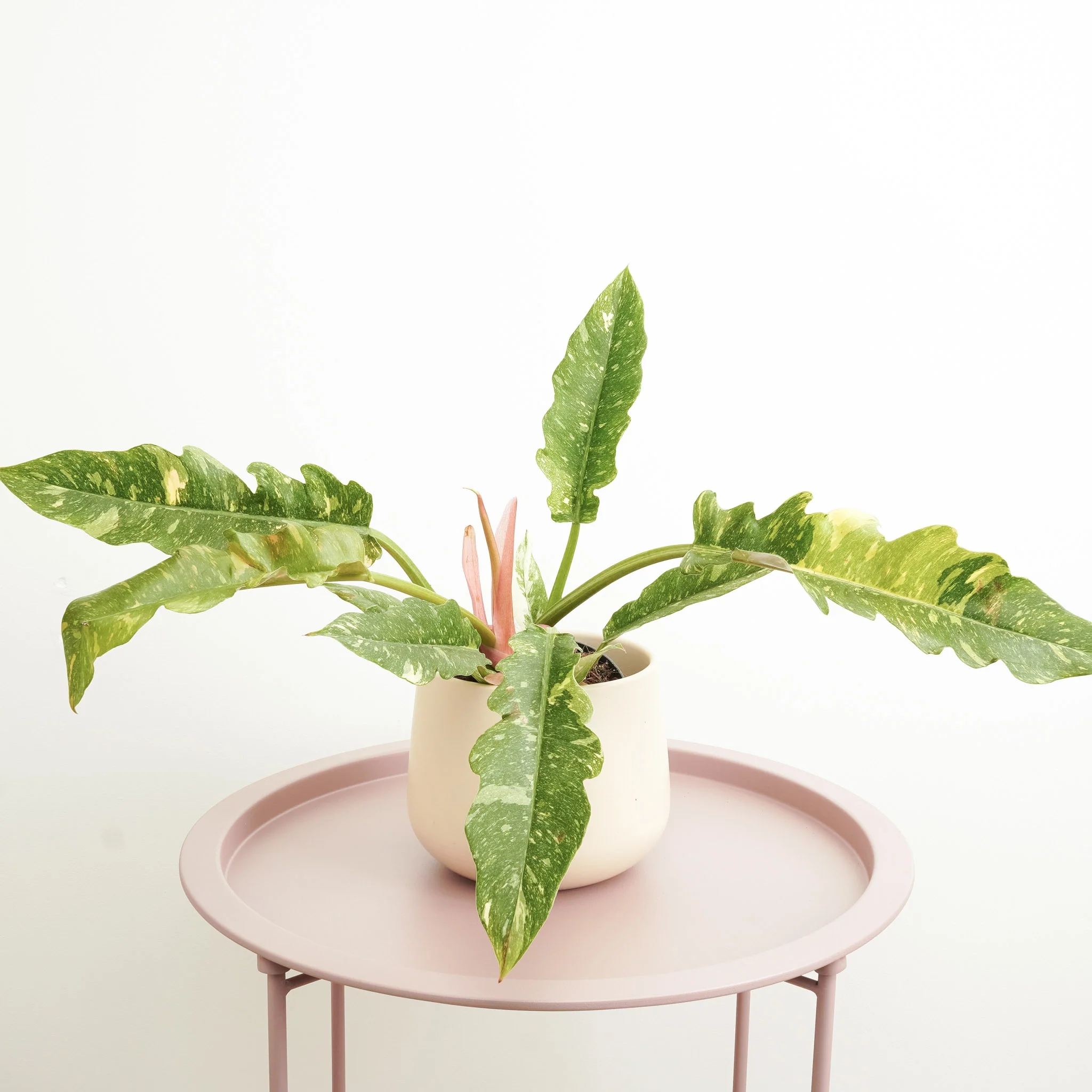 Tiger Tooth Philodendron | Ring Of Fire | Rare Plant - Image 3