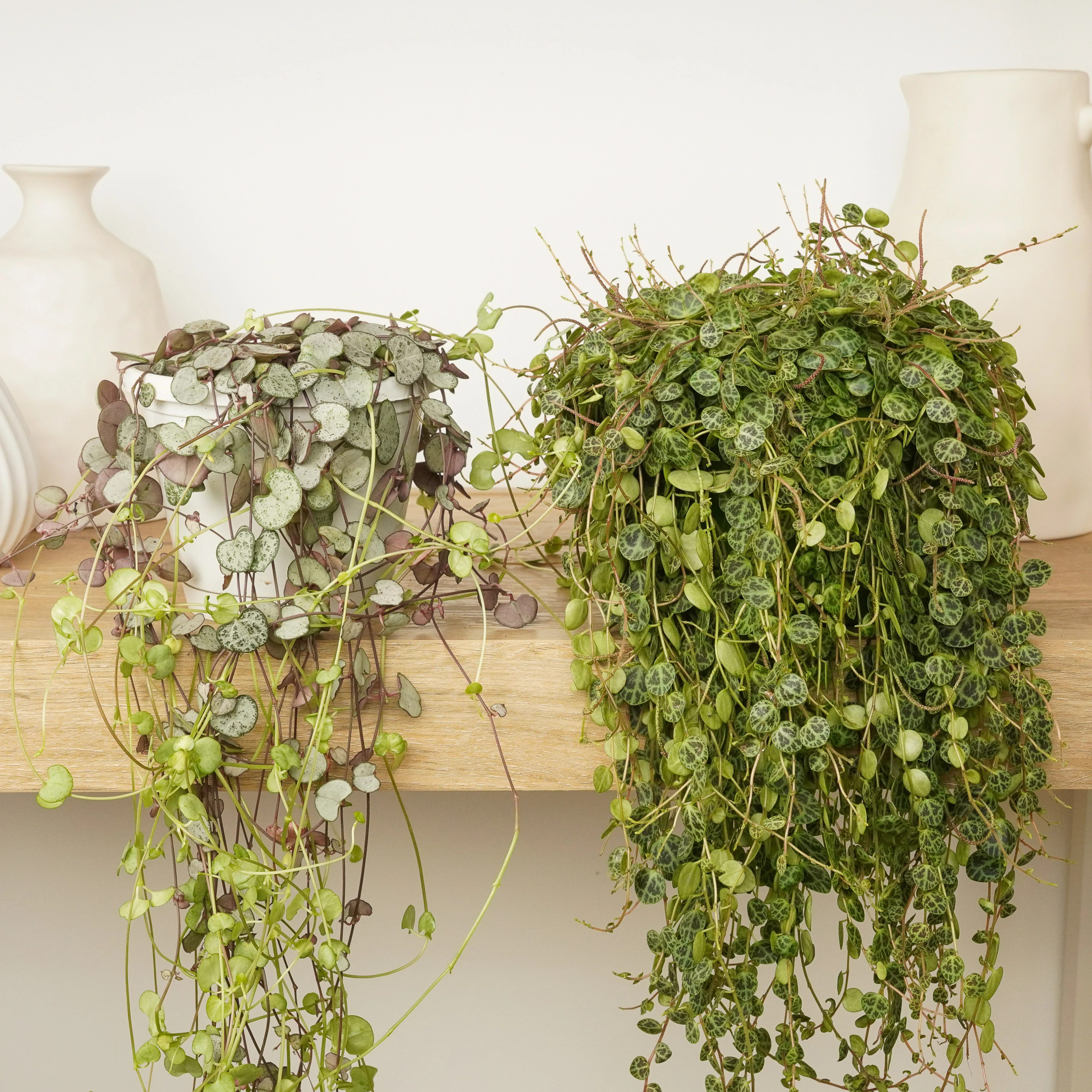 Trailing Treasures | Plant Bundle