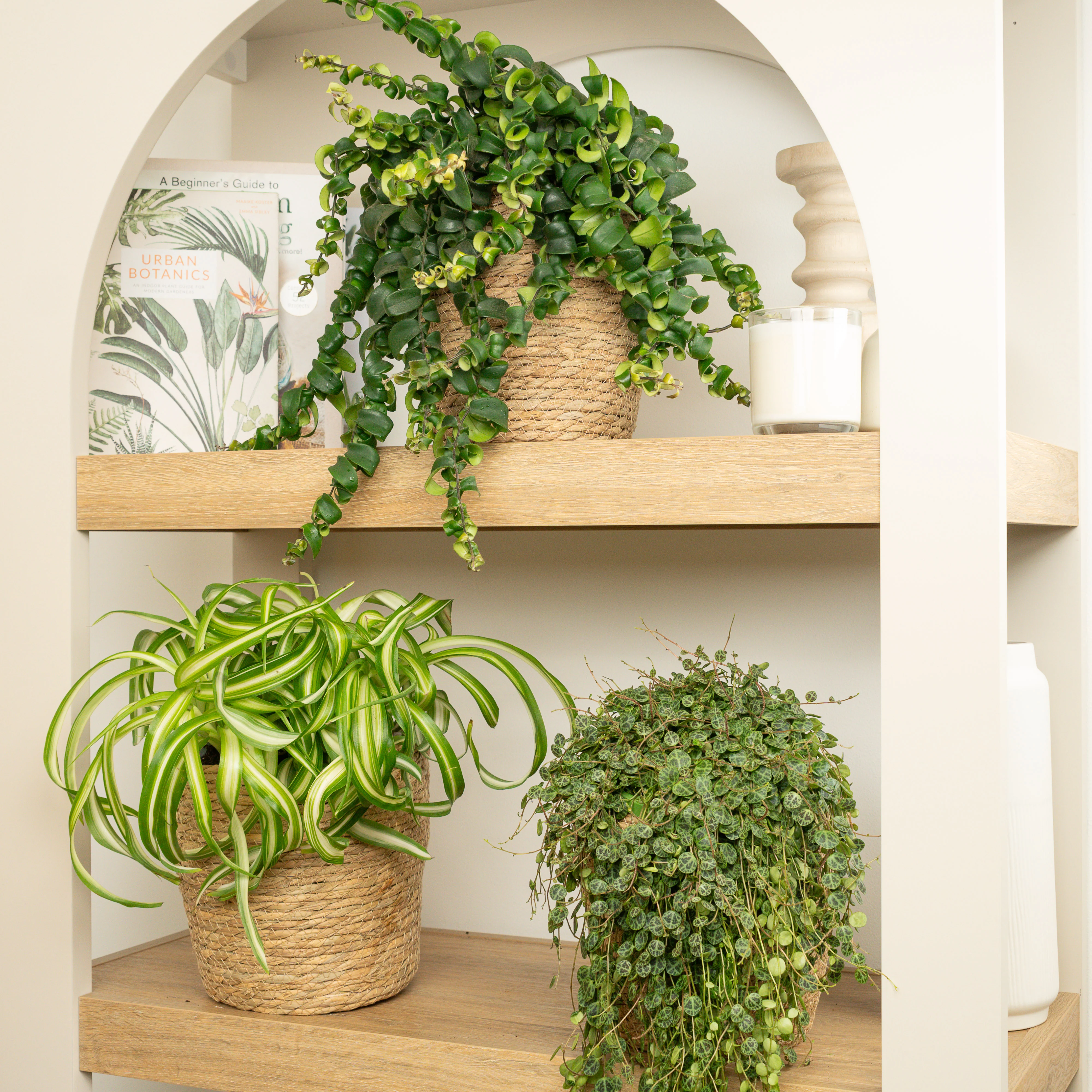 Trailing Tropic Twists | Plant Bundle