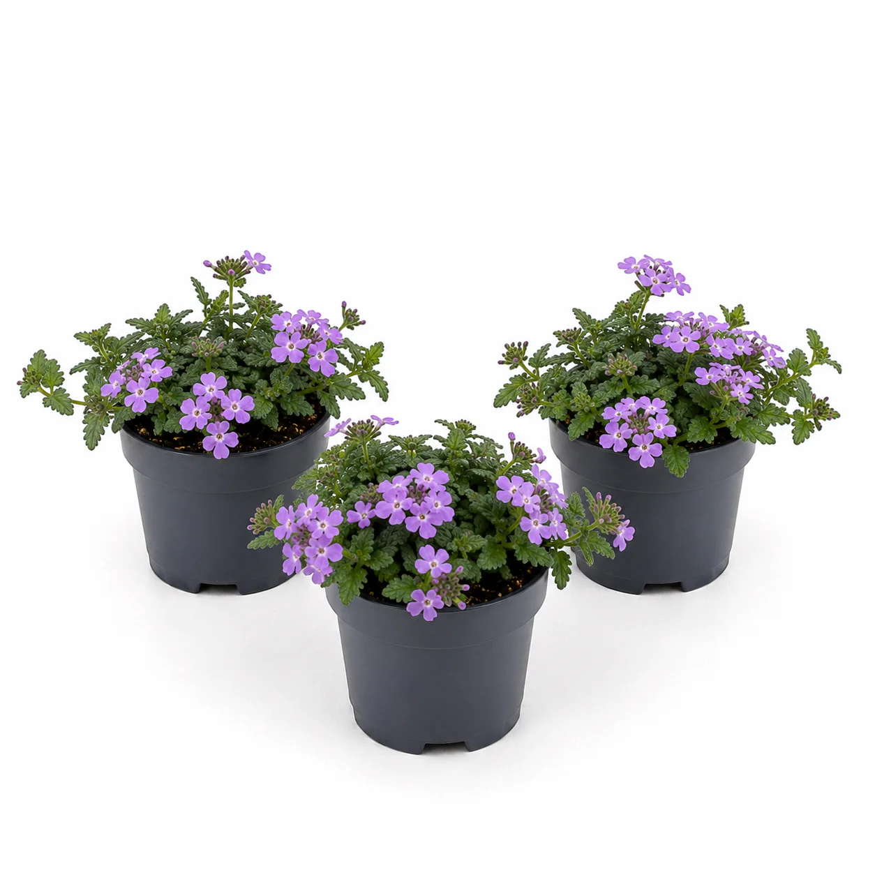 Trailing Verbena | Surprise Colour | Outdoor Plant - Image 2