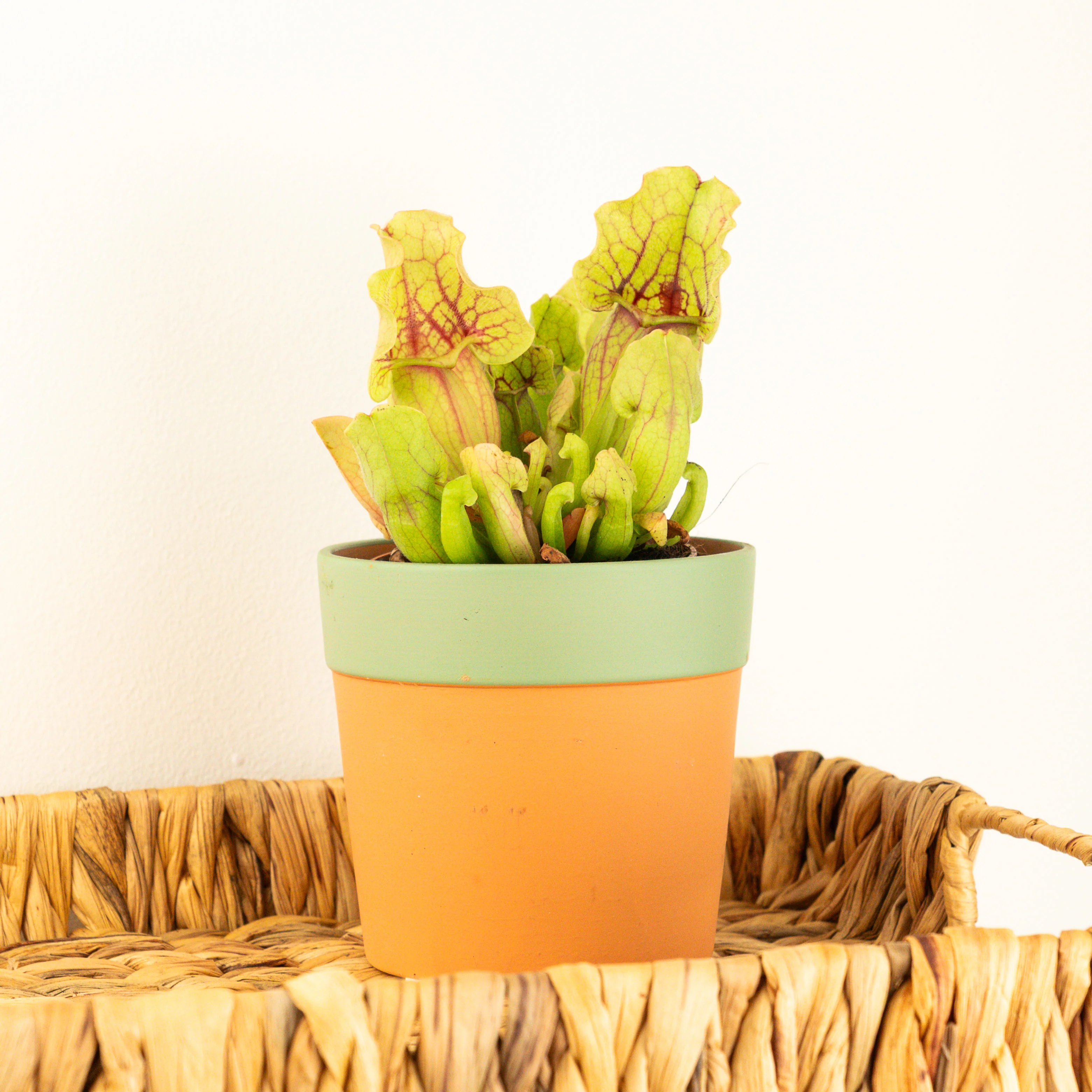 Trumpet Pitcher Plant | Fly Catcher | Purpurea Venosa