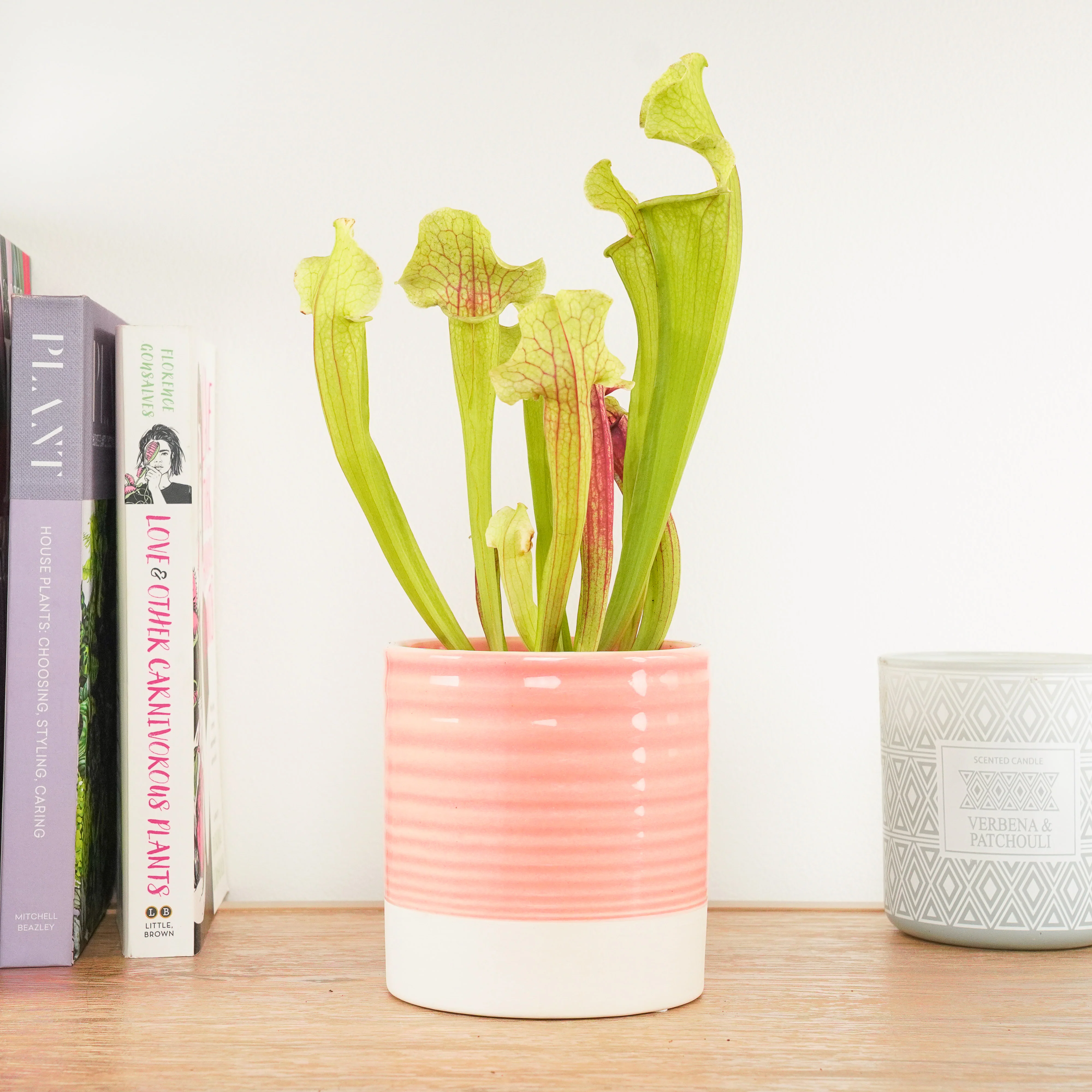 Smoorii | Trumpet Pitcher Plant | Fly Catcher