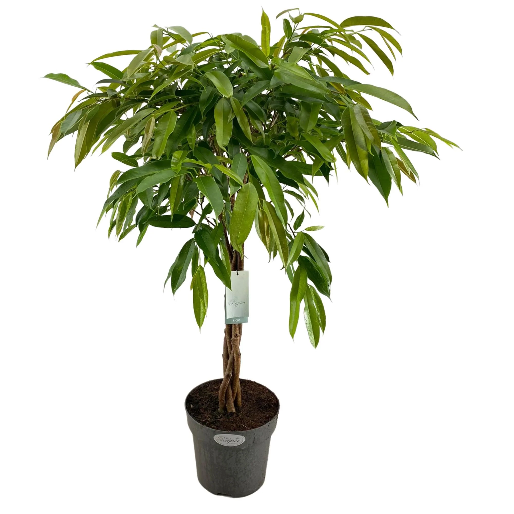 Twisted Narrow Leaf Fig | Amstel - Image 3