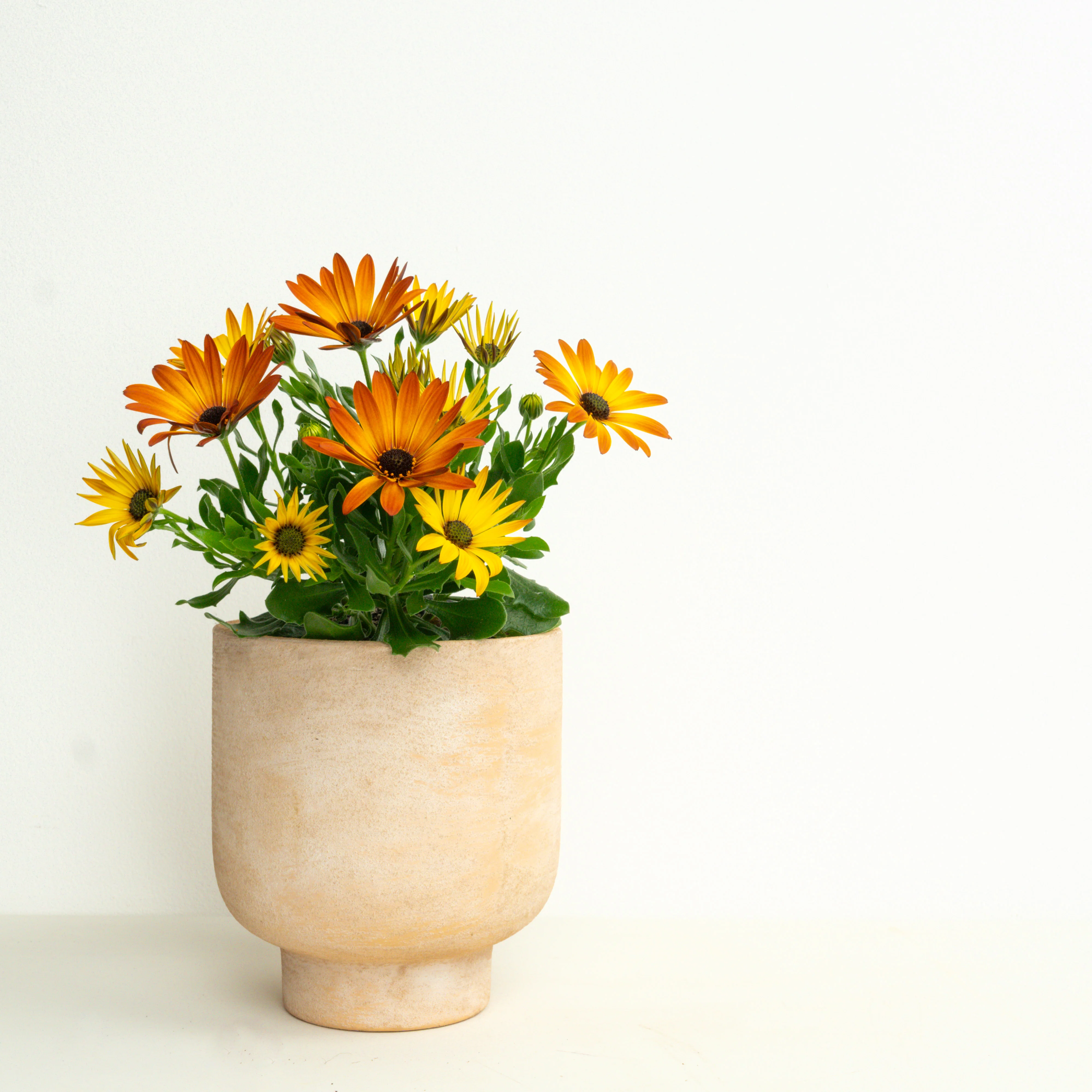 Wild Geometry | Garden Bundle - Image 4