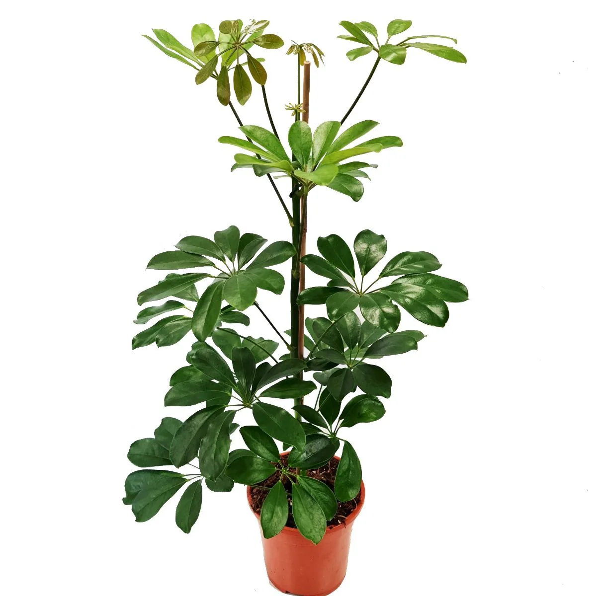 Umbrella Tree | Compacta - Image 3