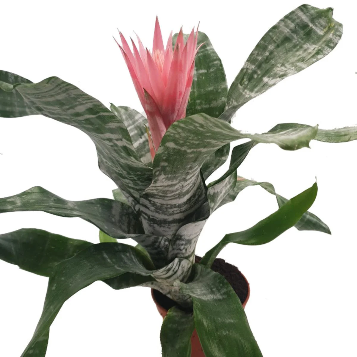 Urn Plant | Primera - Image 2