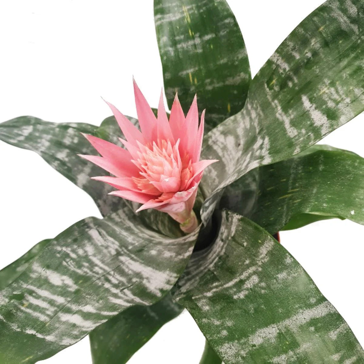 Urn Plant | Primera - Image 3