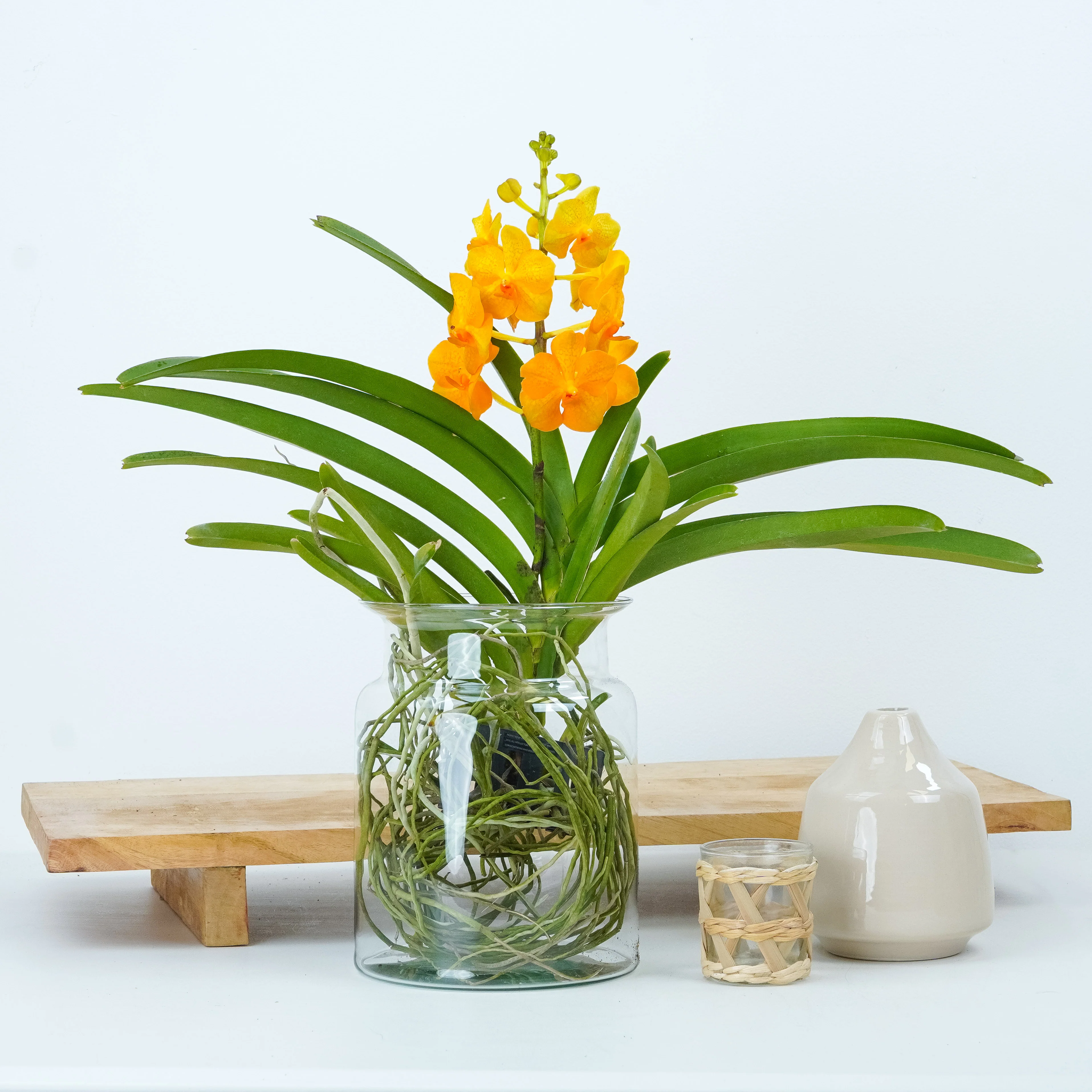 Vanda Orchid | Orange