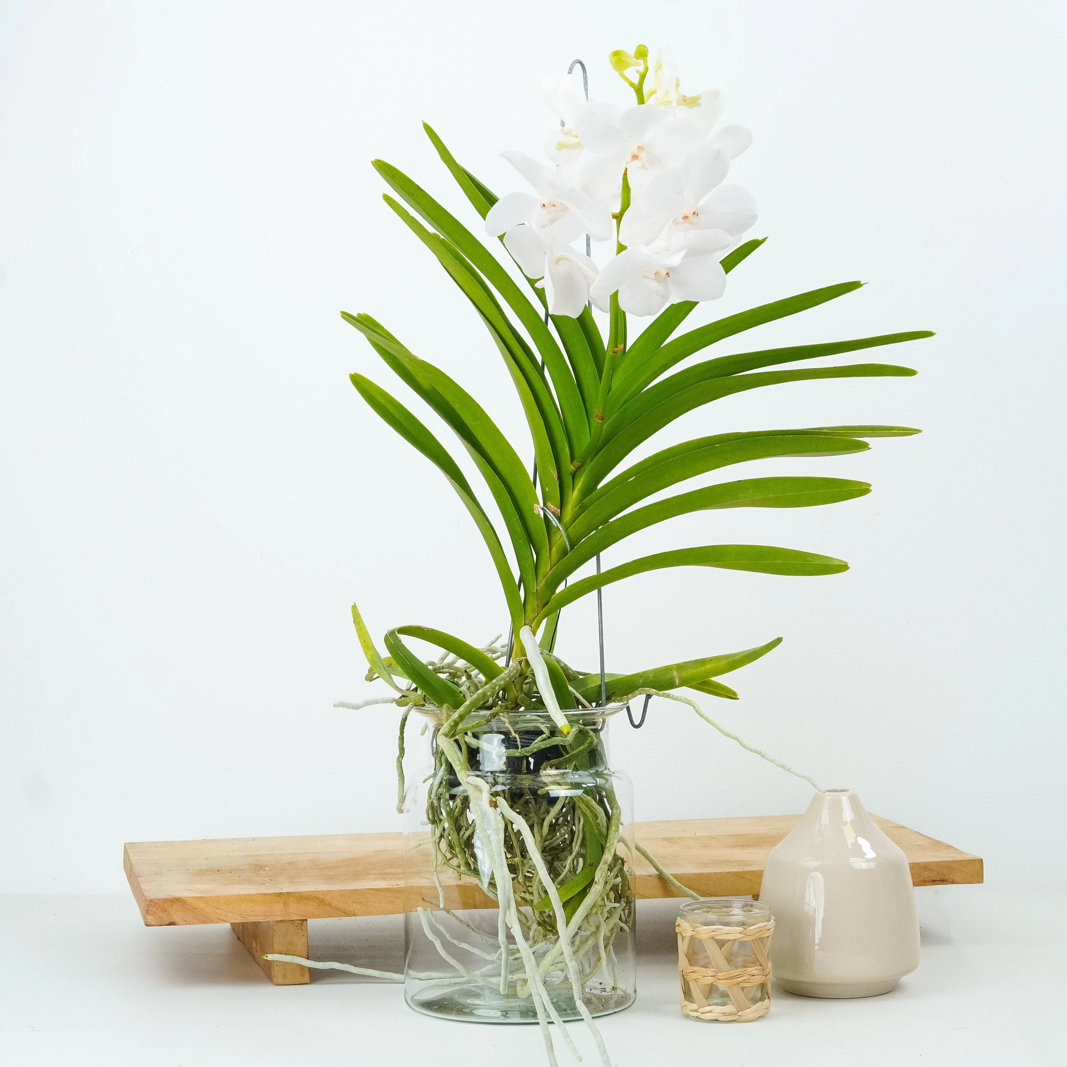 Vanda Orchid | White