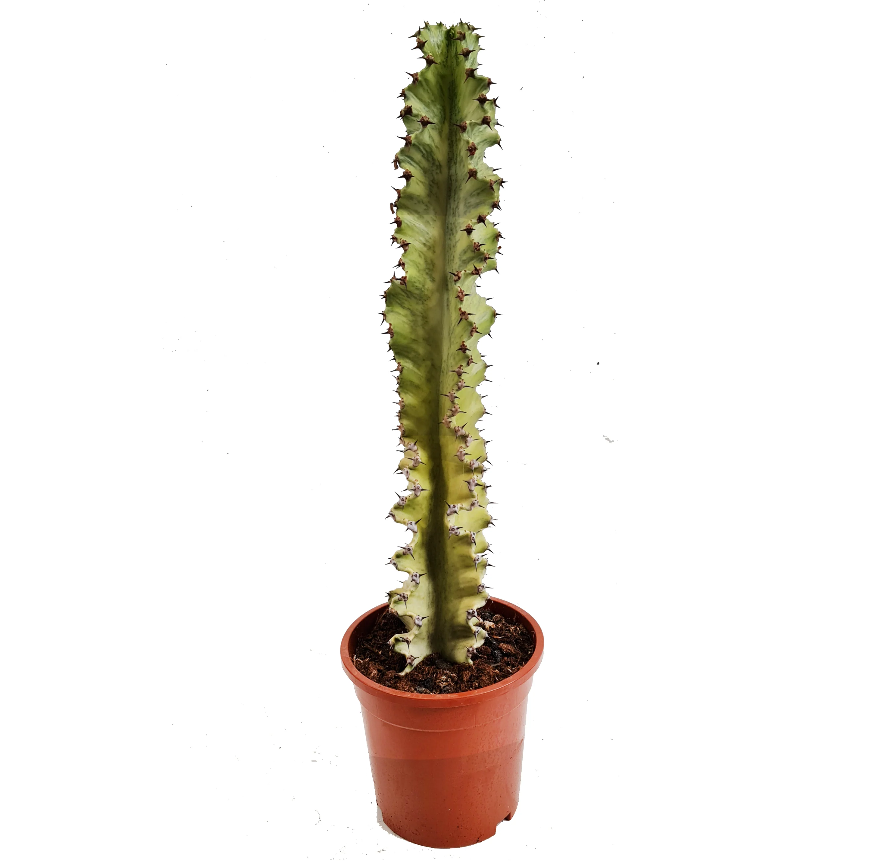 Variegated Candelabra Tree | Rare Plant | Hard To Find - Image 3
