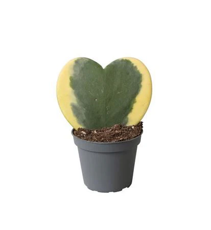 Variegated Heart Plant | Albo Kerrii | Hard To Find - Image 3