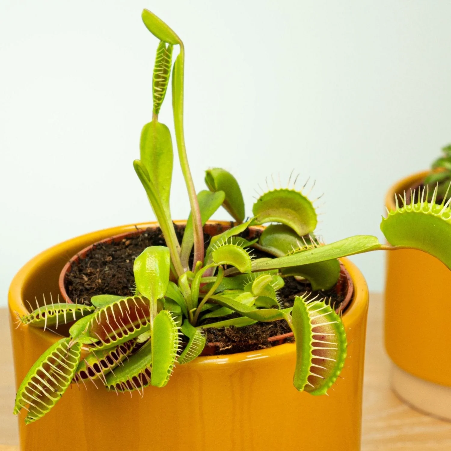 Venus Fly Trap - Image 3
