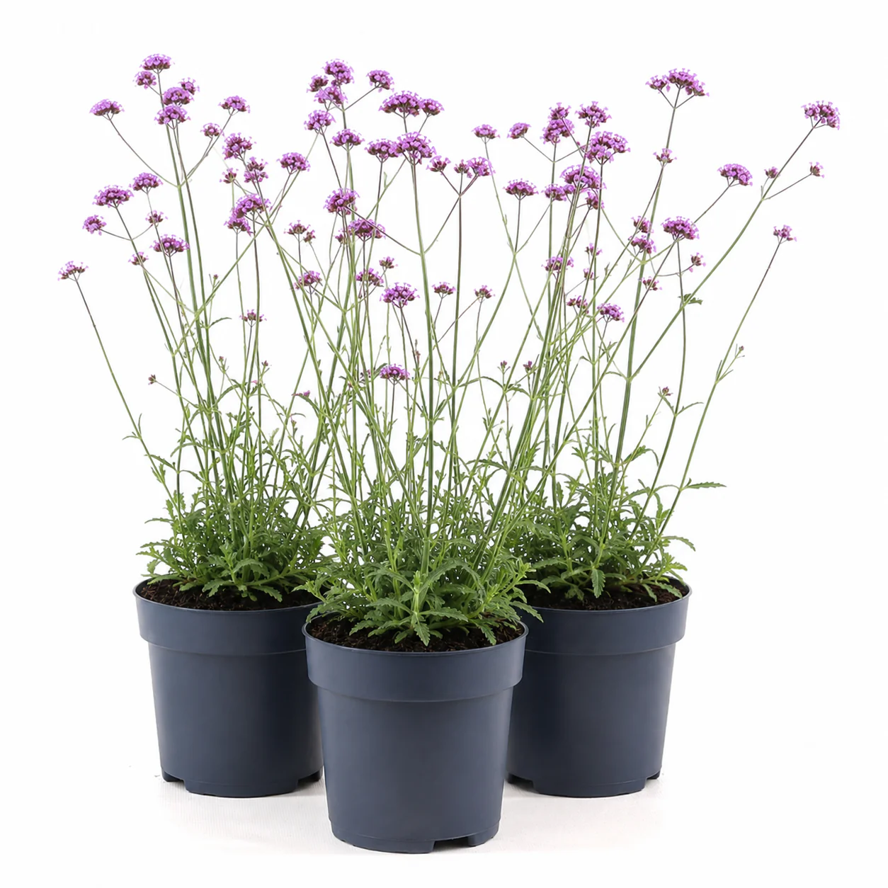 Verbena | Purple | Outdoor Plant - Image 3