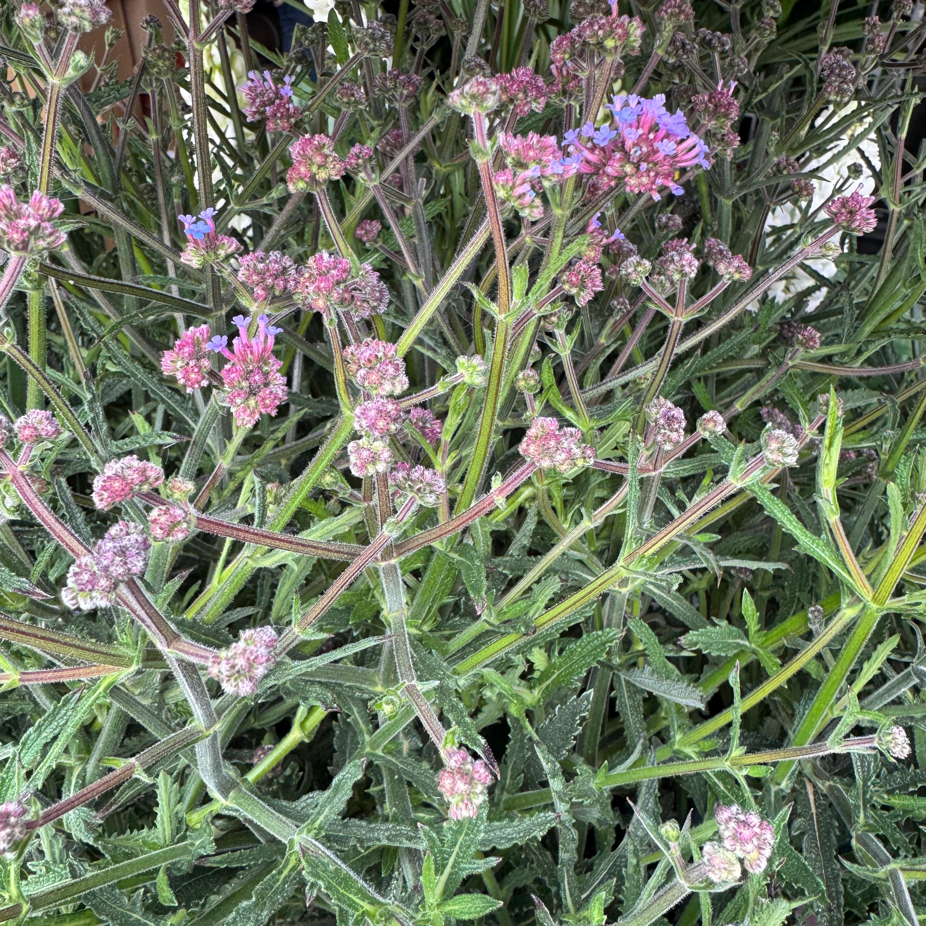 Verbena | Purple | Outdoor Plant - Image 4