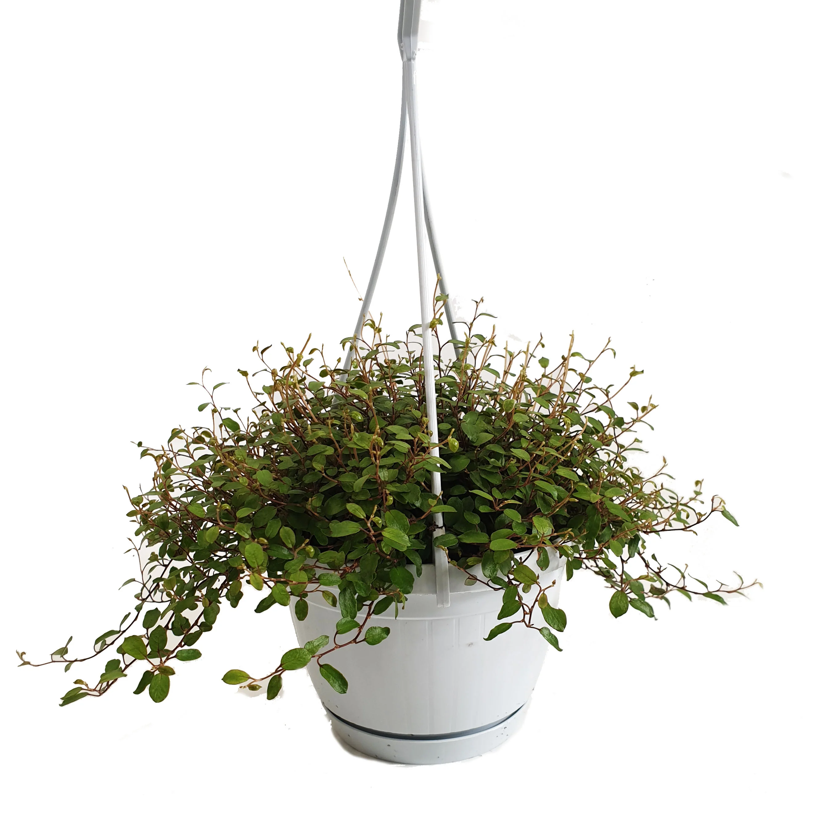 Maidenhair Vine - Image 3