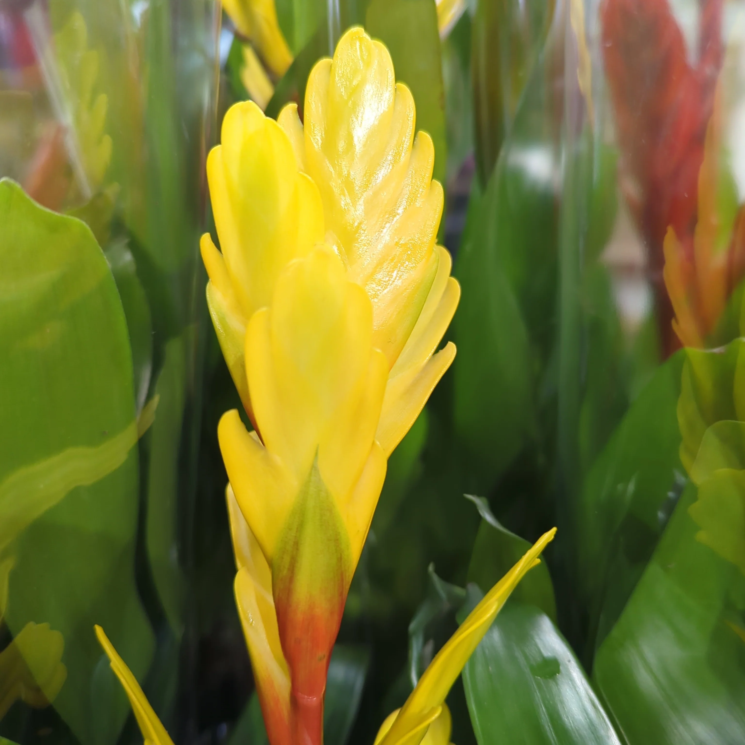 Vriesea Flaming Sword | Yellow - Image 2