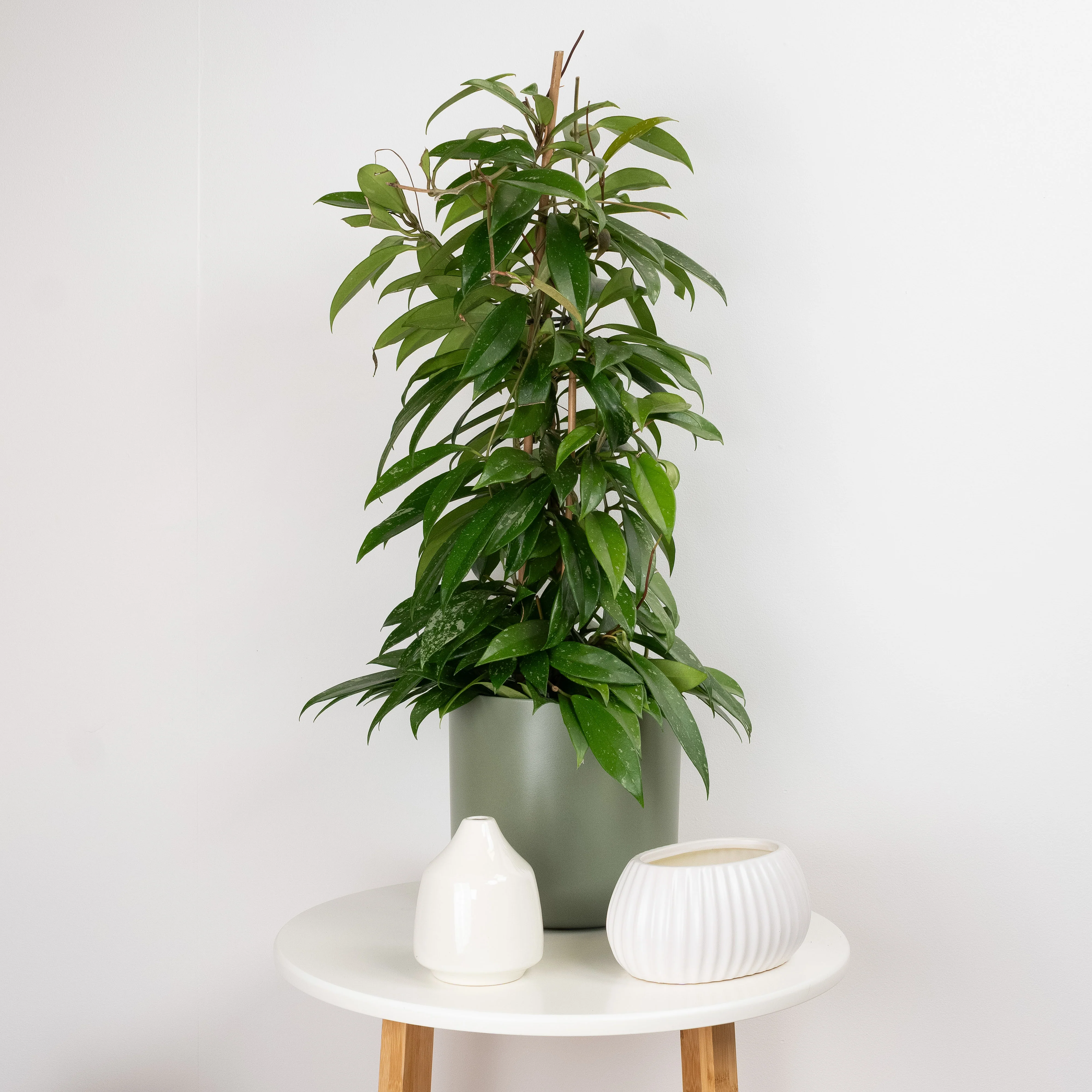 Wax Plant | Publicalix - Image 3
