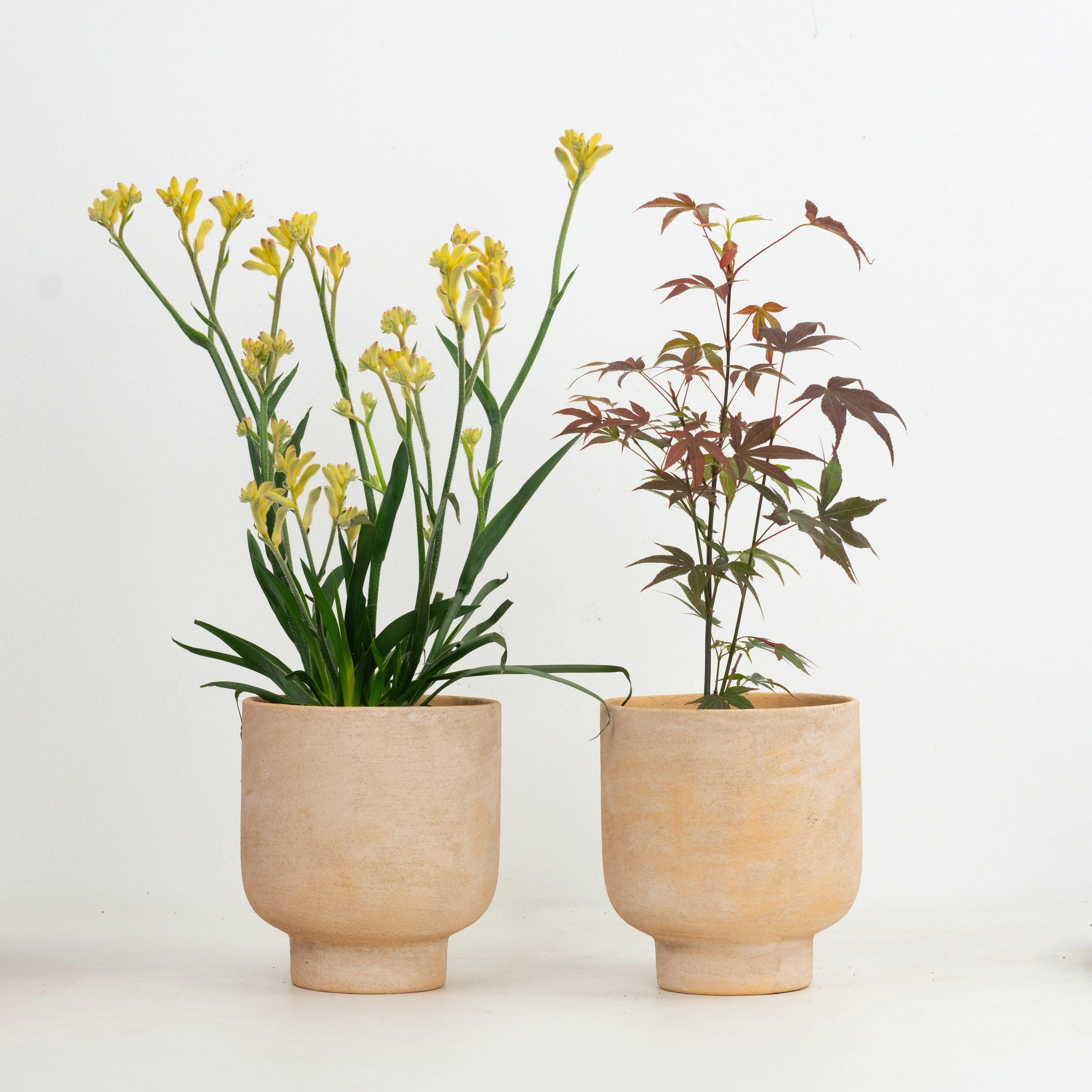 Whimsical Duo | Garden Bundle