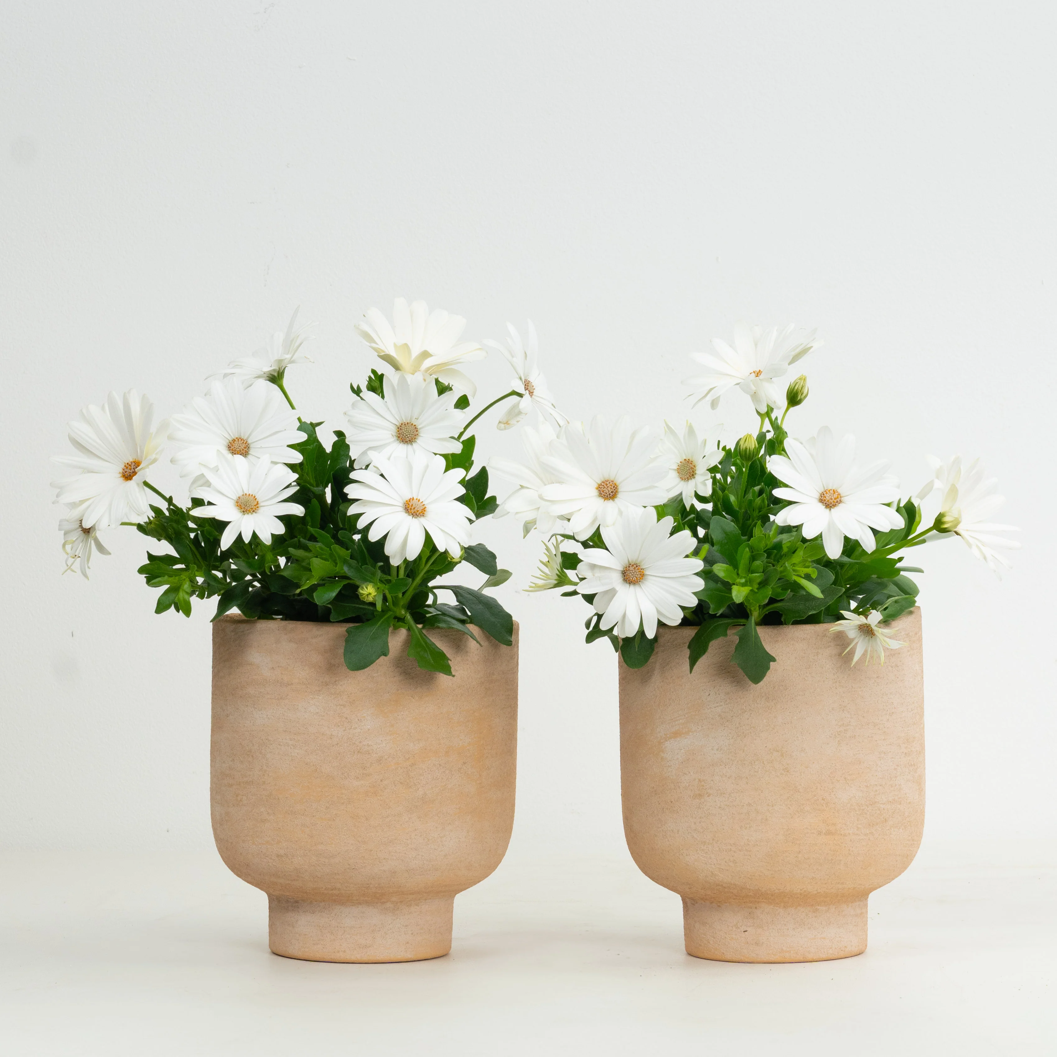 White African Daisy Pair | Garden Bundle